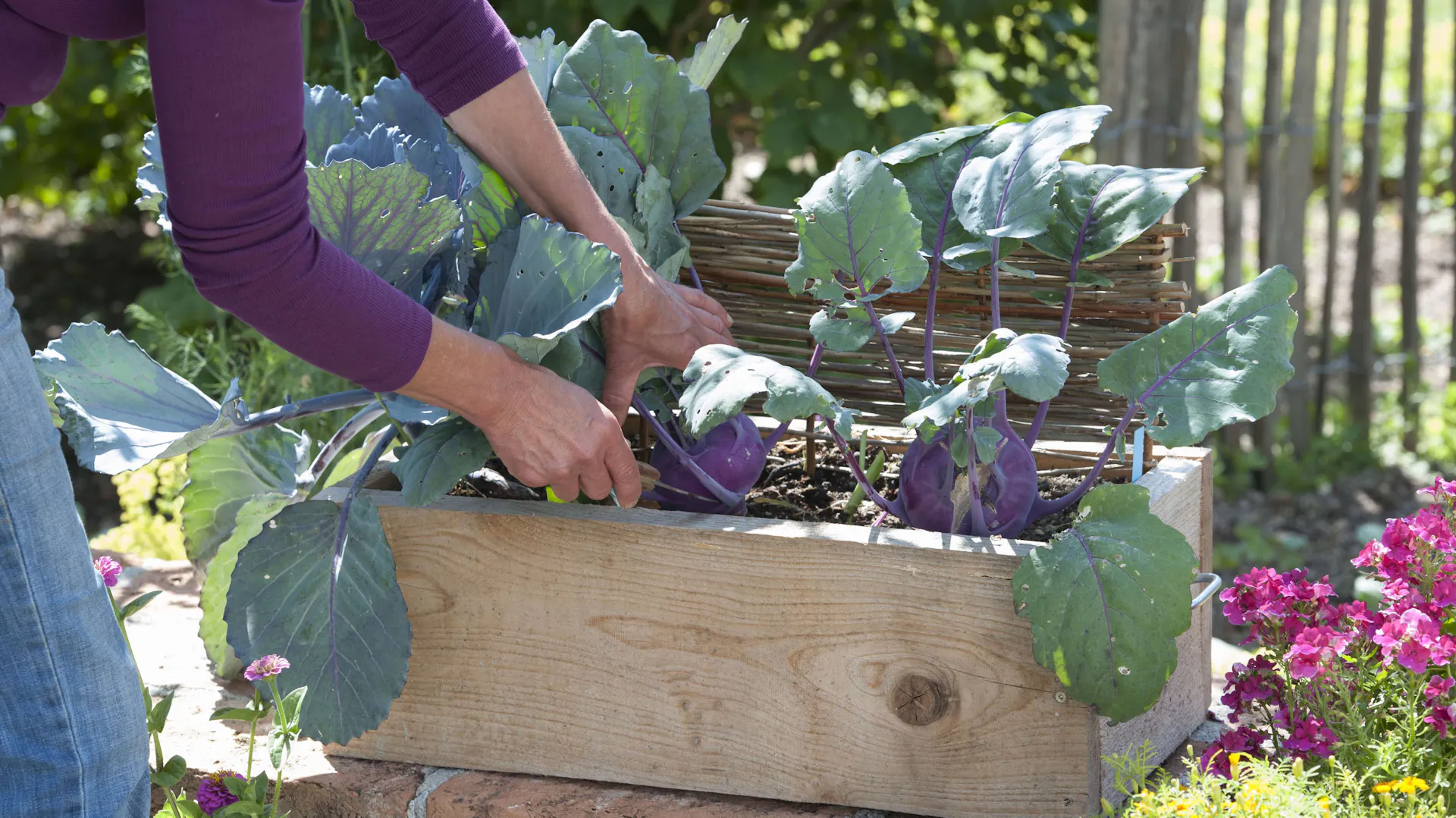 Eine Person erntet Kohlrabi der Sorte „Delikatess Blau“