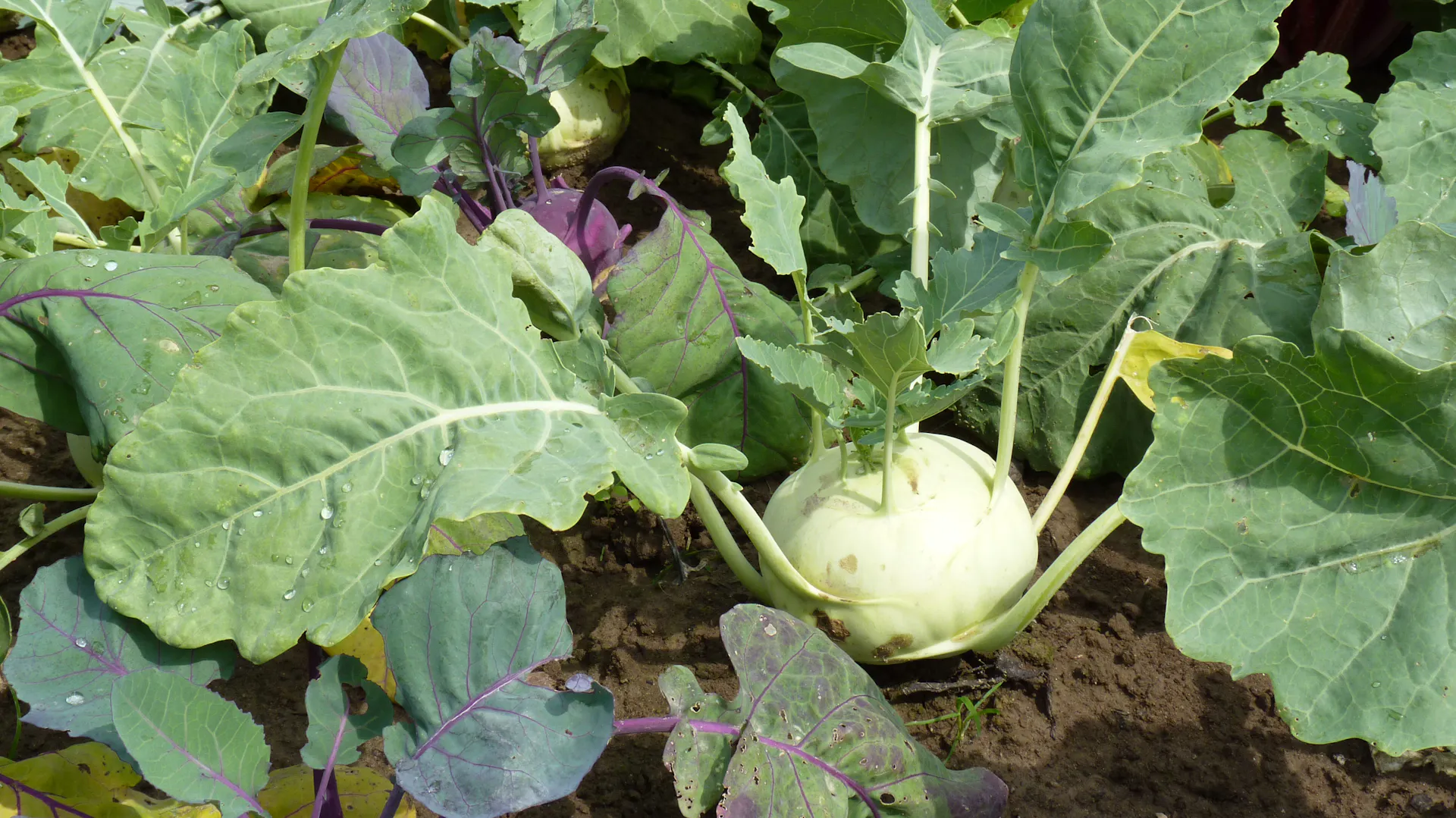 Kohlrabi wächst im Beet zwischen anderem Gemüse.
