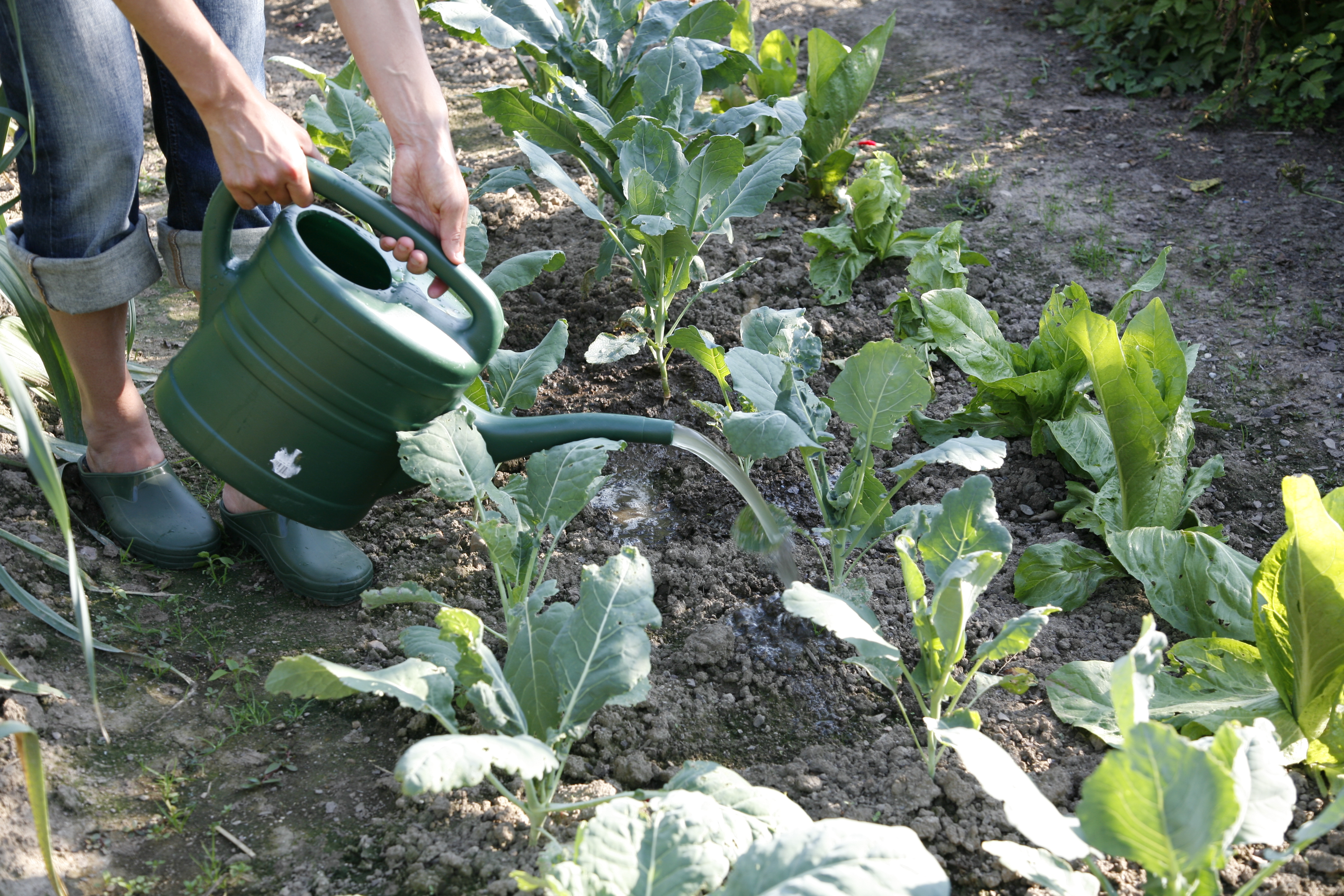 Jemand gießt Kohlrabi mit einer Gießkanne.