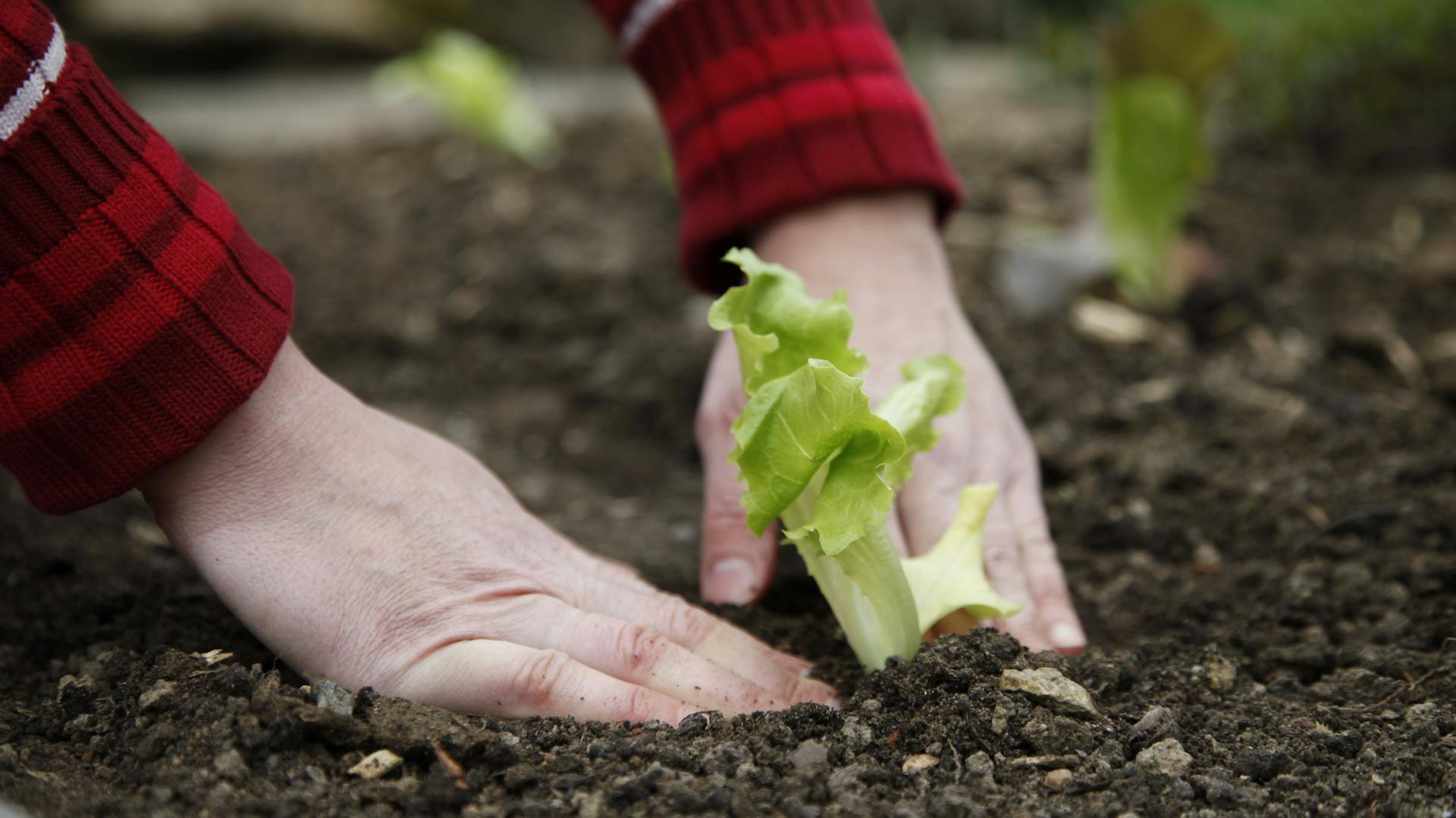 Hände drücken Setzling in einem Beet fest.