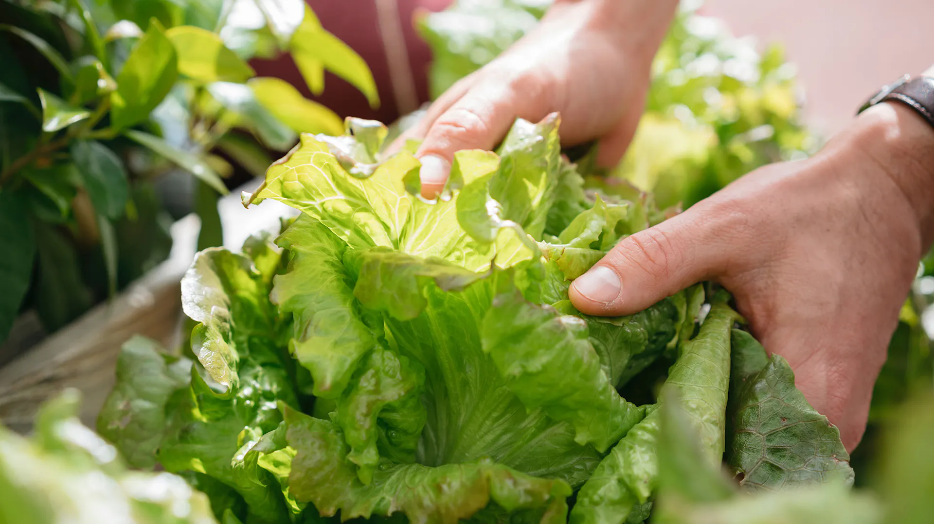 Kopfsalat wird von einer Peson gepflückt