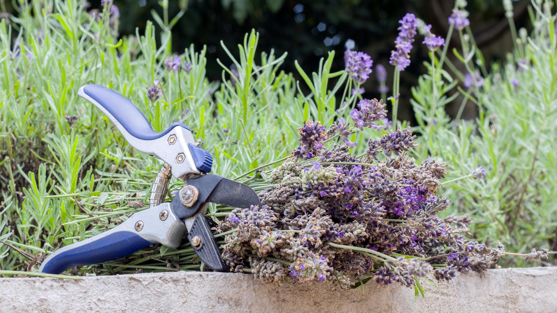 Un mazzo di lavanda con cesoie da giardino fresco di raccolta