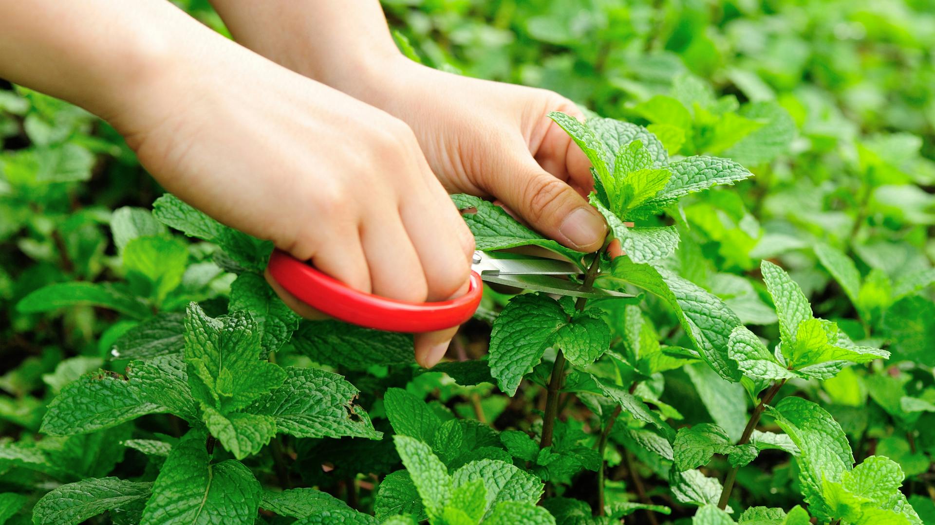 Potatura della menta con cesoie da giardino.