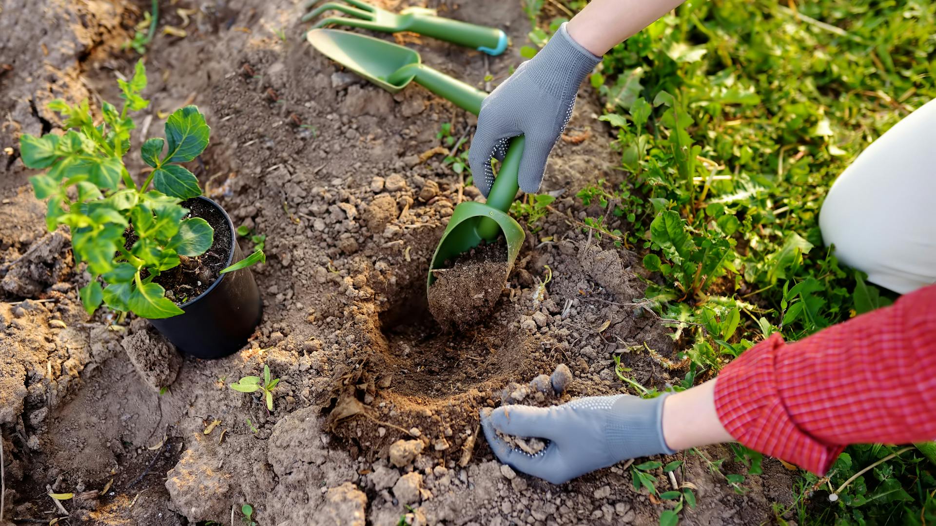 Valaki ültetőgödröt ás egy kis kézi lapáttal