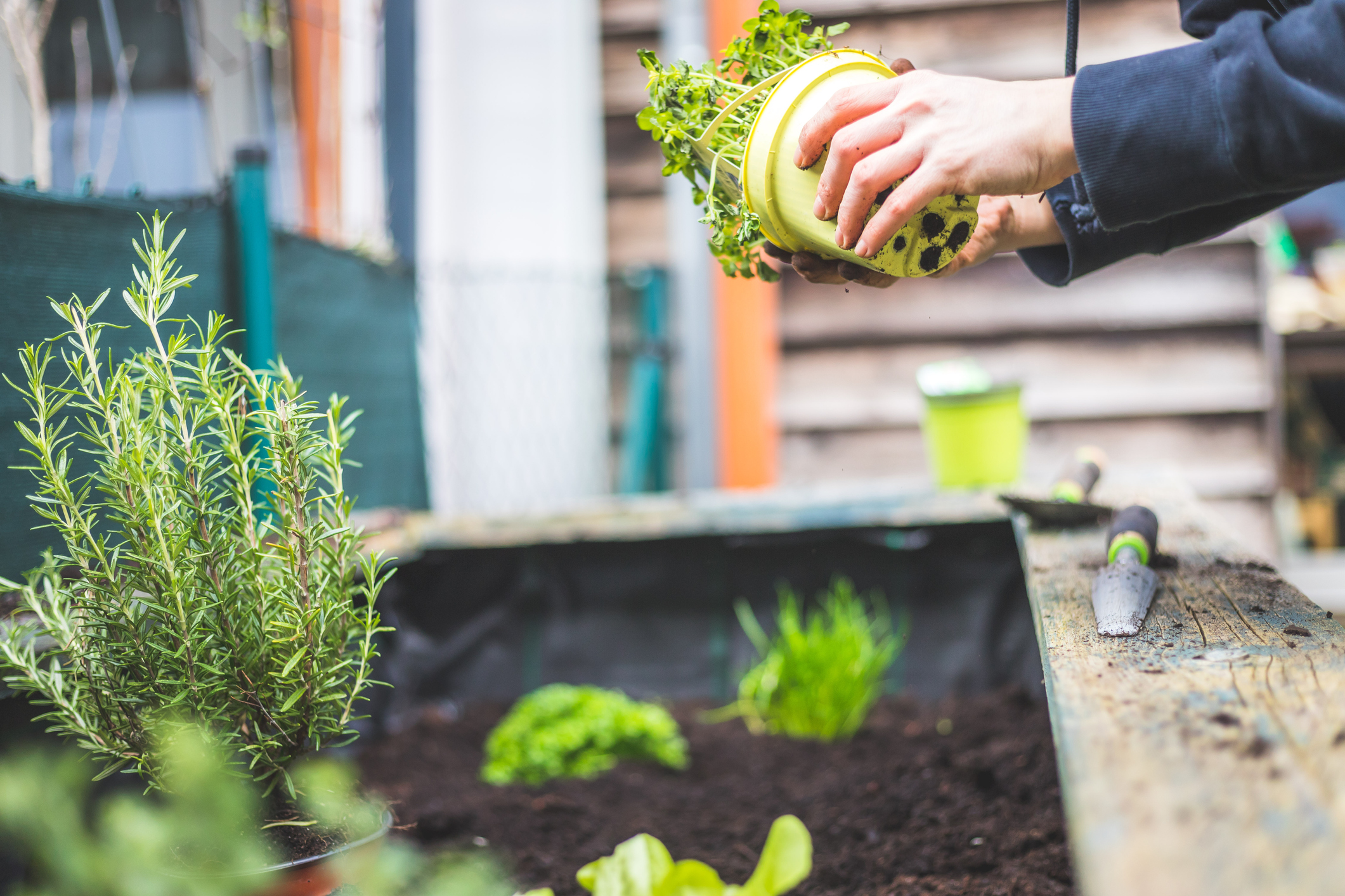Valaki fűszernövényeket vesz ki cserepekből
