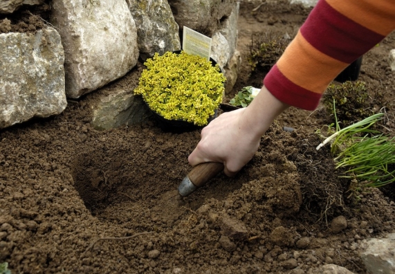 Heimwerkerin gräbt mit Gartenhandgerät Loch in Kräuterspirale und setzt Kräuter ein