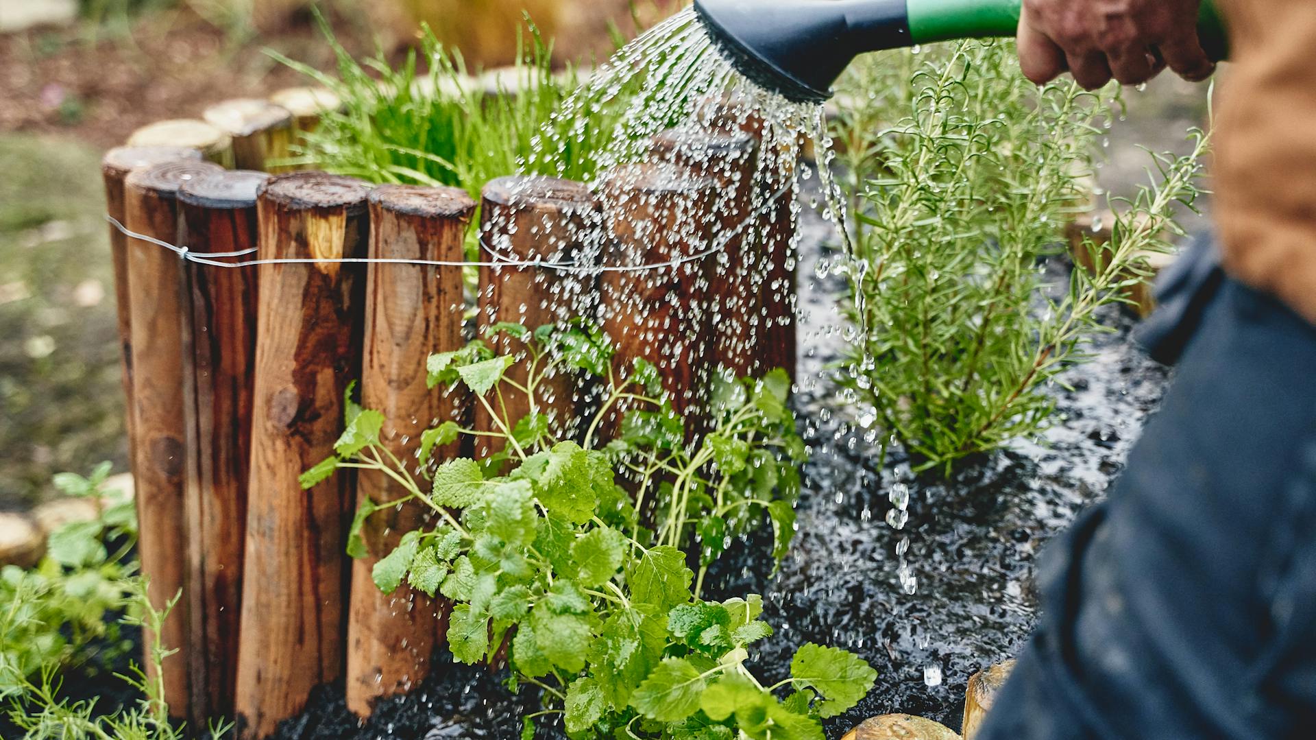 Heimwerker gießt Kräuter im Garten mit Gießkanne