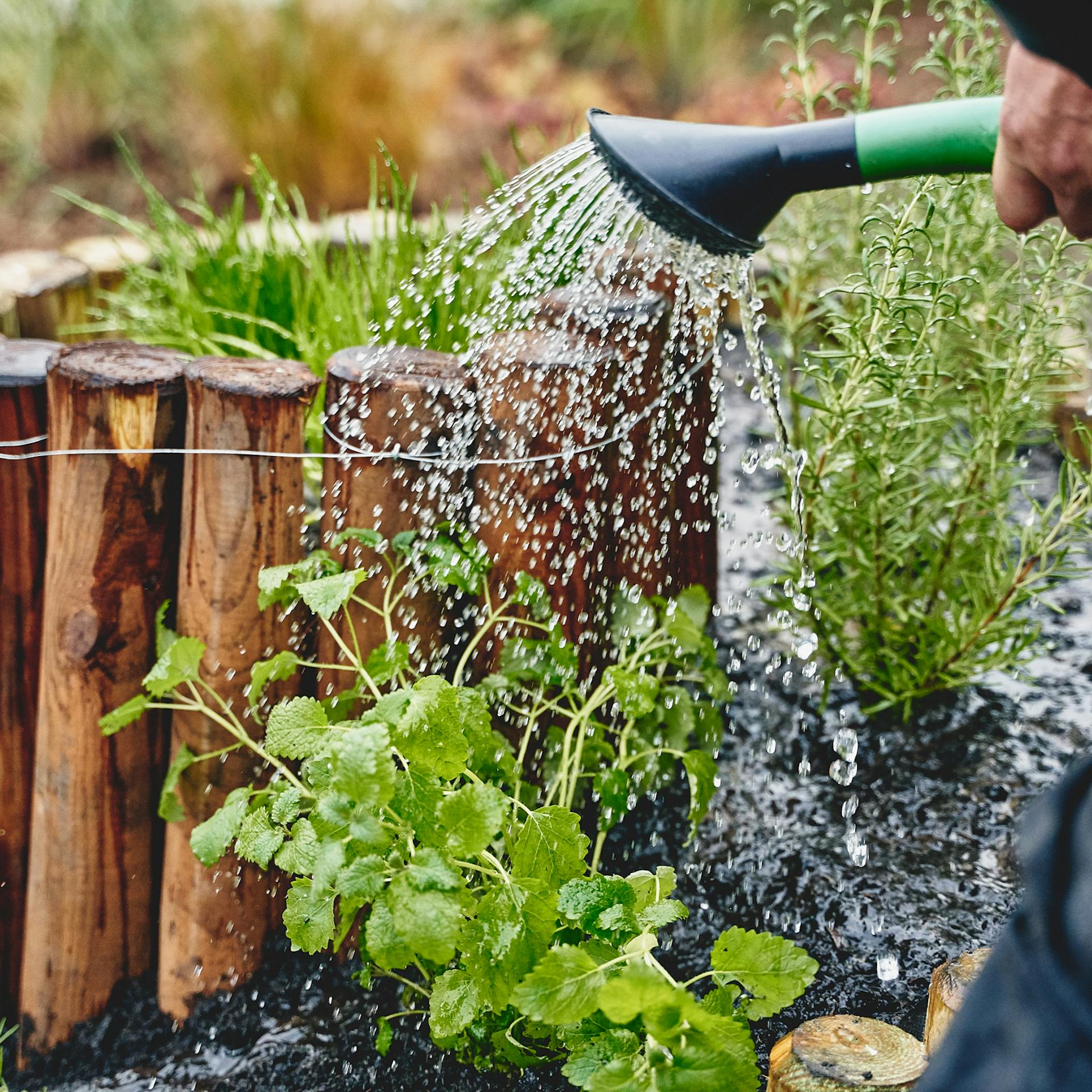 A fűszerspirálban lévő fűszernövényeket öntözik