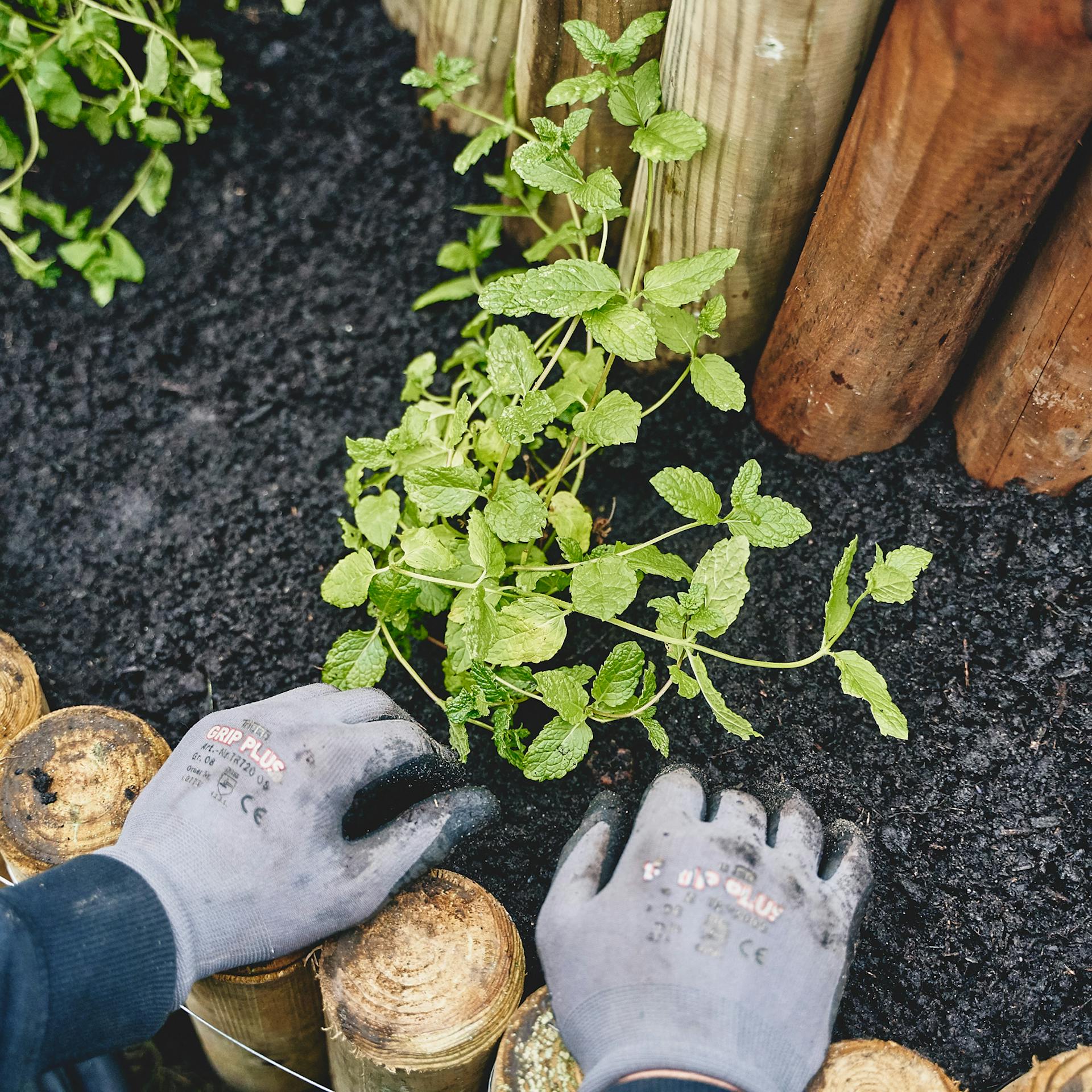 Kezek egy mentanövényen