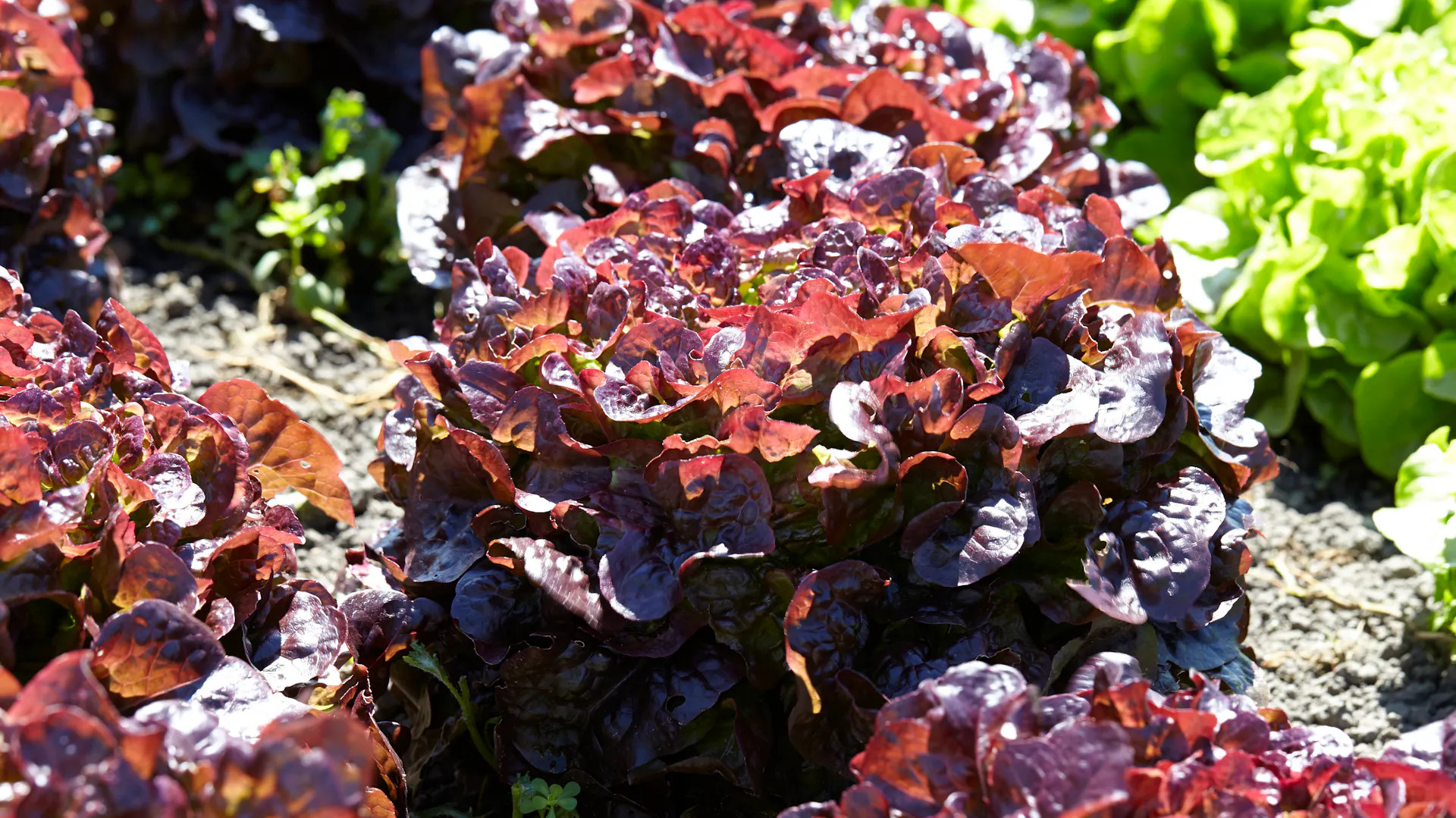 Lollo rosso im Beet