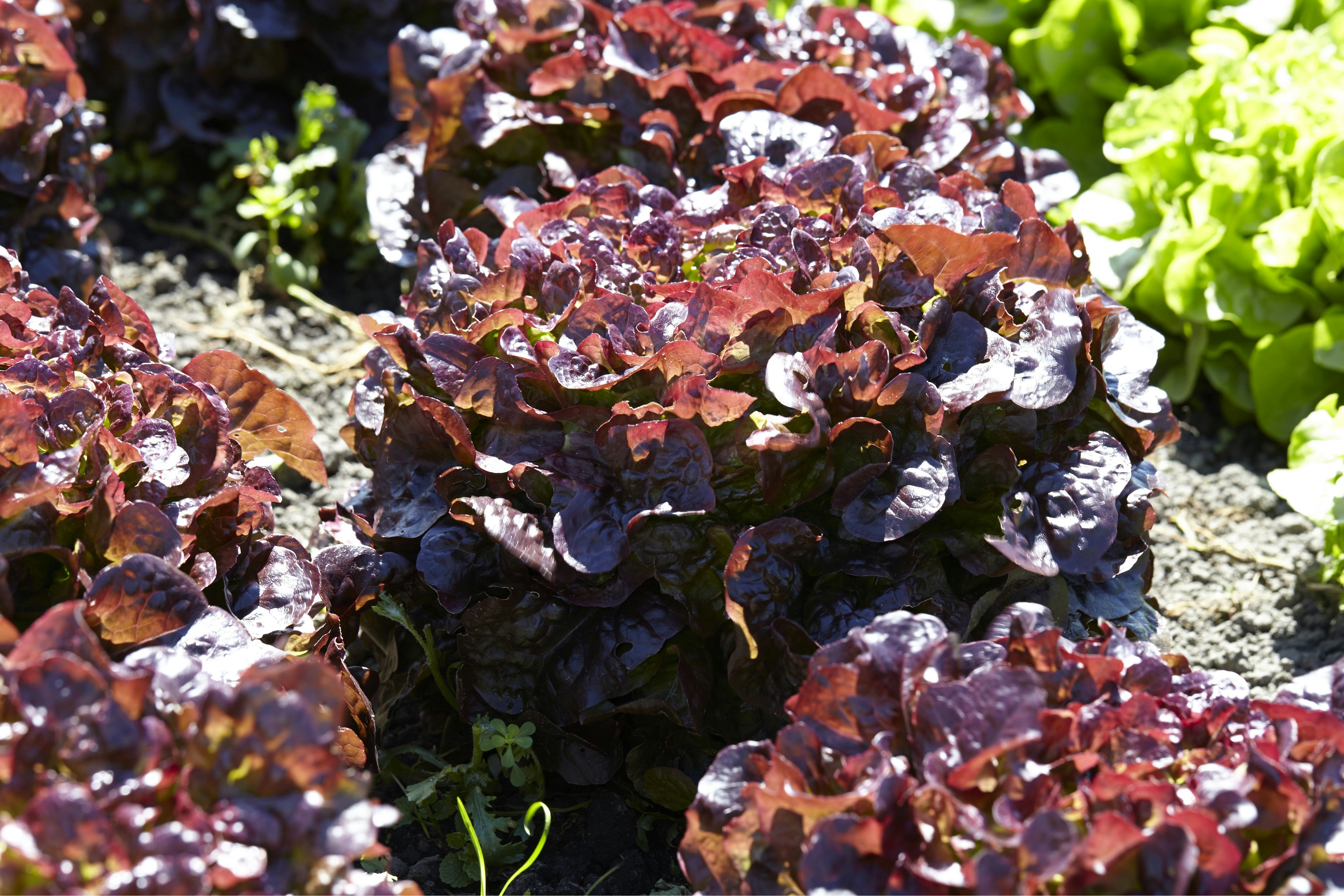 Lollo rosso – Eigenschaften & Tipps im Überblick | OBI Lollo rosso – Eigenschaften & Tipps im Überblick | OBI