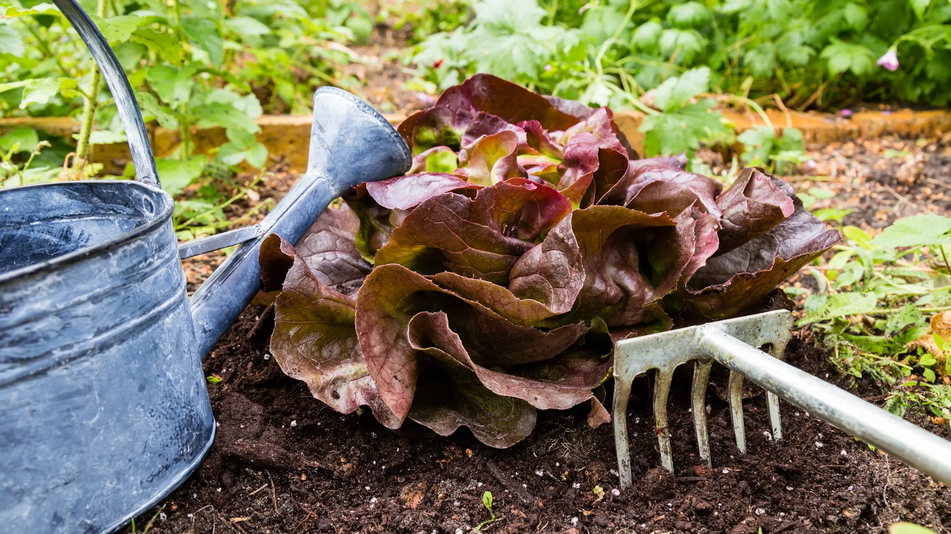 Lollo rosso im Beet zwischen Gießkanne und Harke