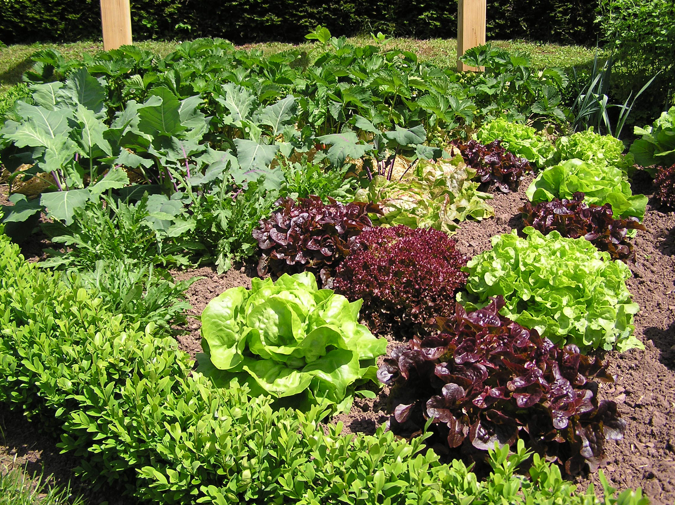 Lollo rosso im Beet neben anderen Salatsorten