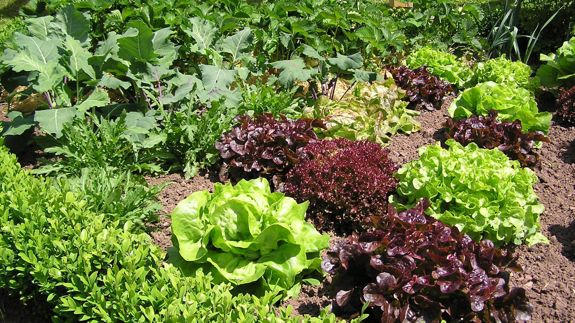 Verschiedene Salatköpfe im Gemüsebeet.