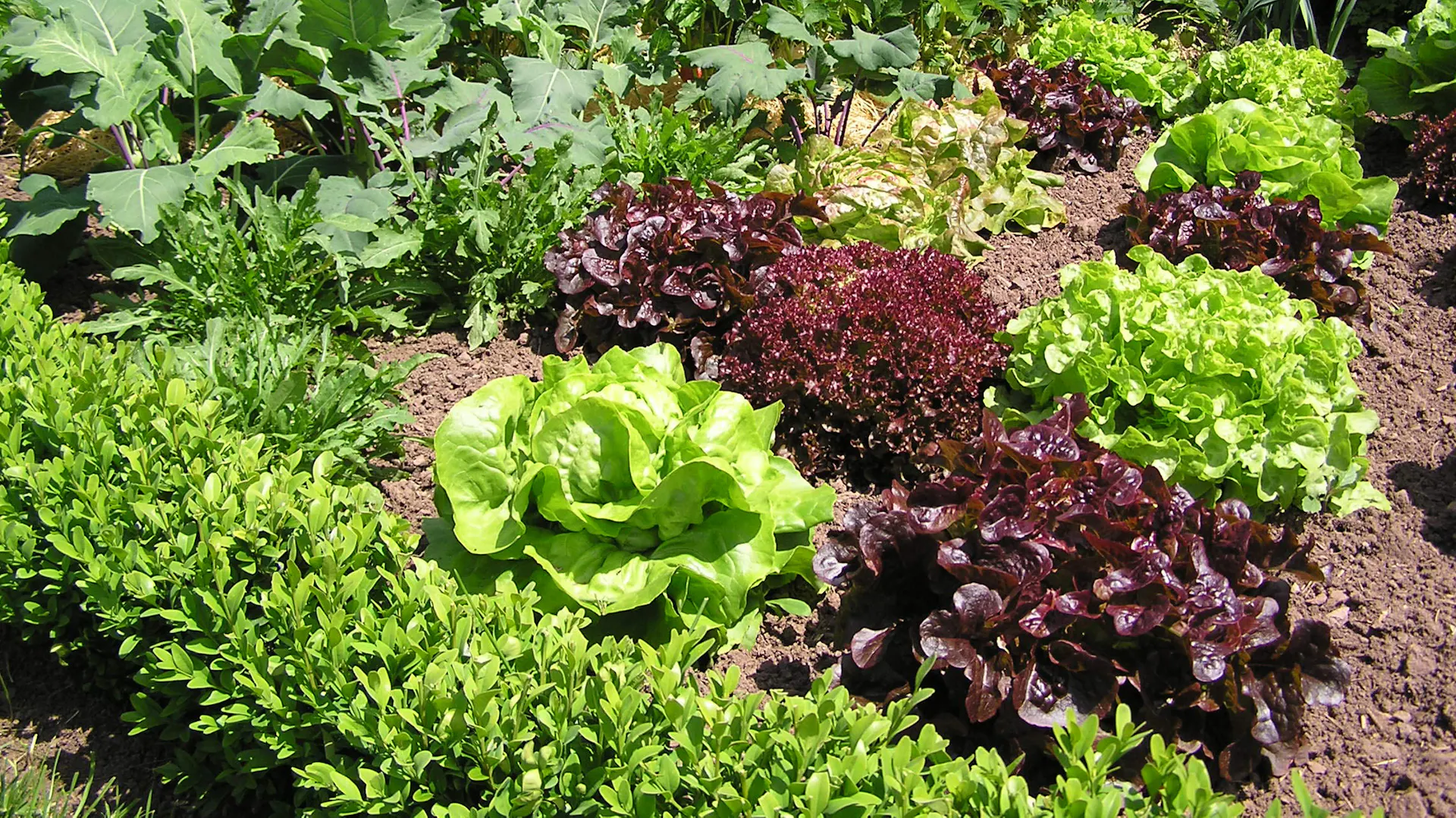 Lollo rosso im Beet neben anderen Salatsorten