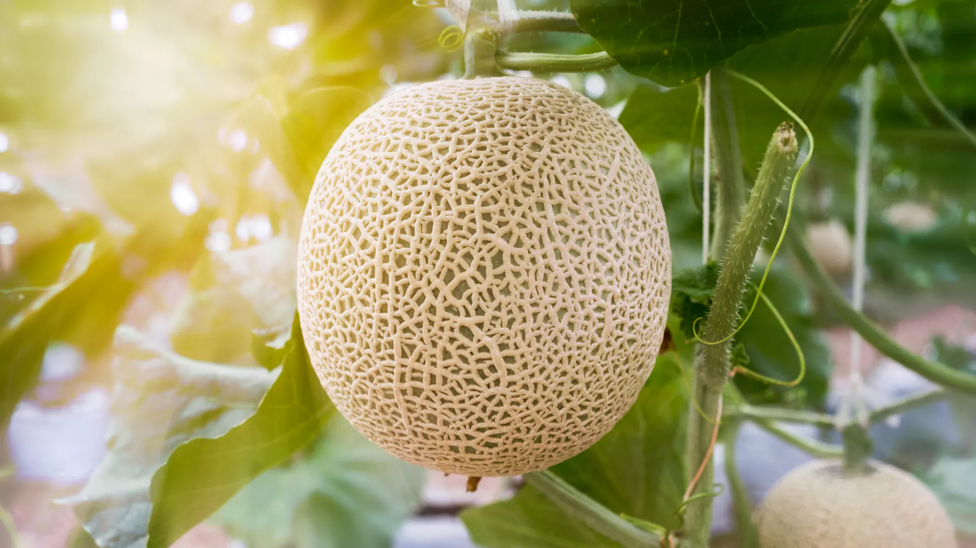 Netzmelone an einer Ranke