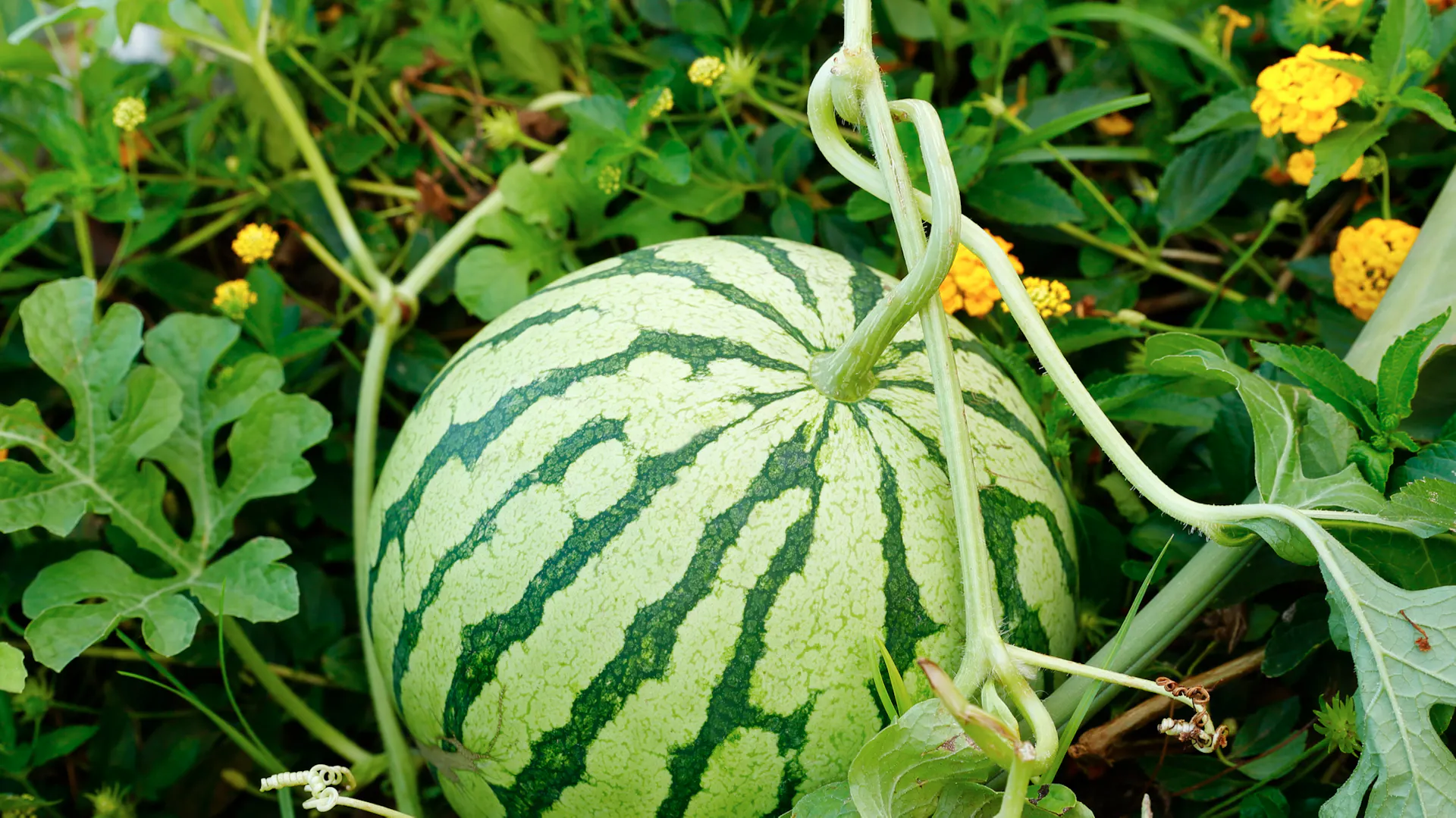 Wassermelone an der Ranke