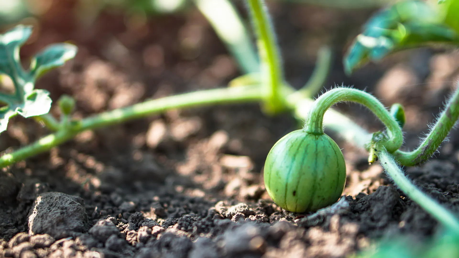 Junge Melonenfrucht