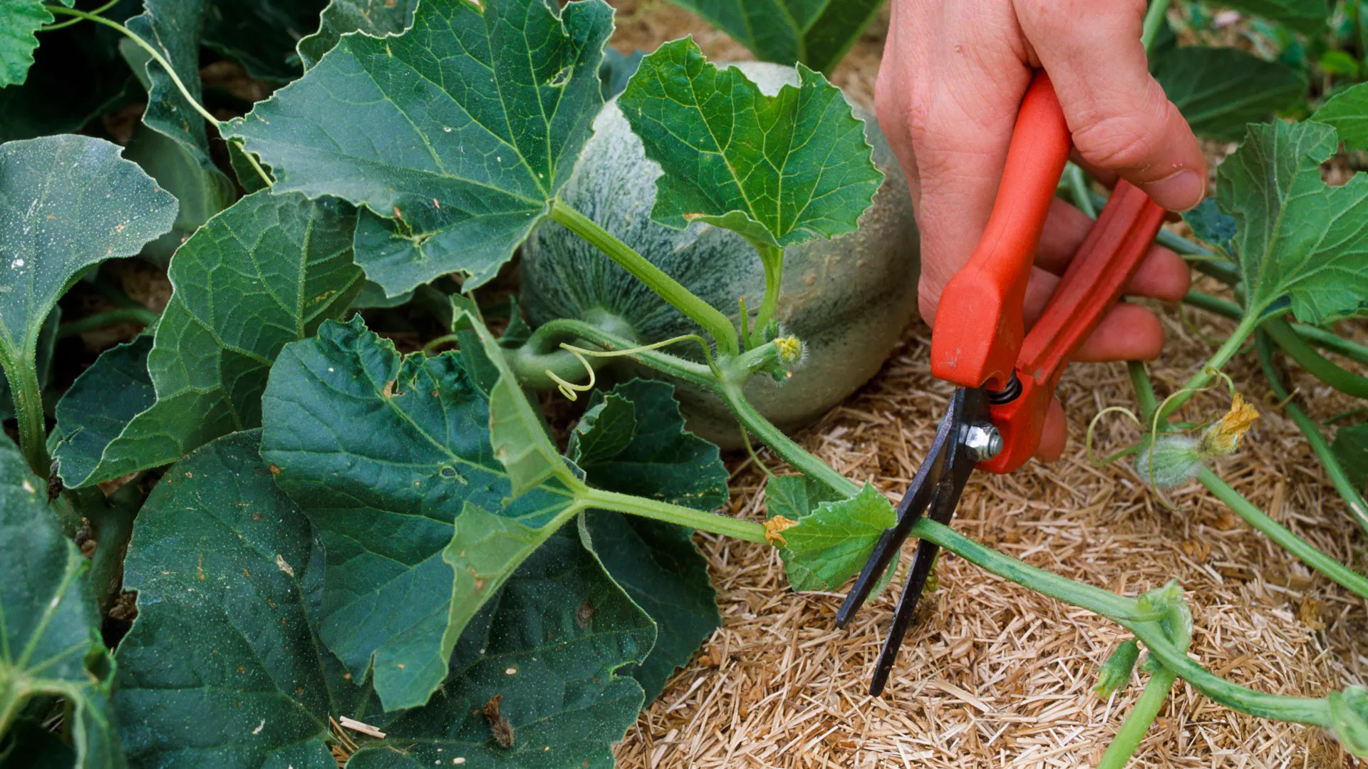 Eine Person schneidet eine Melonen mit einer Gartenschere