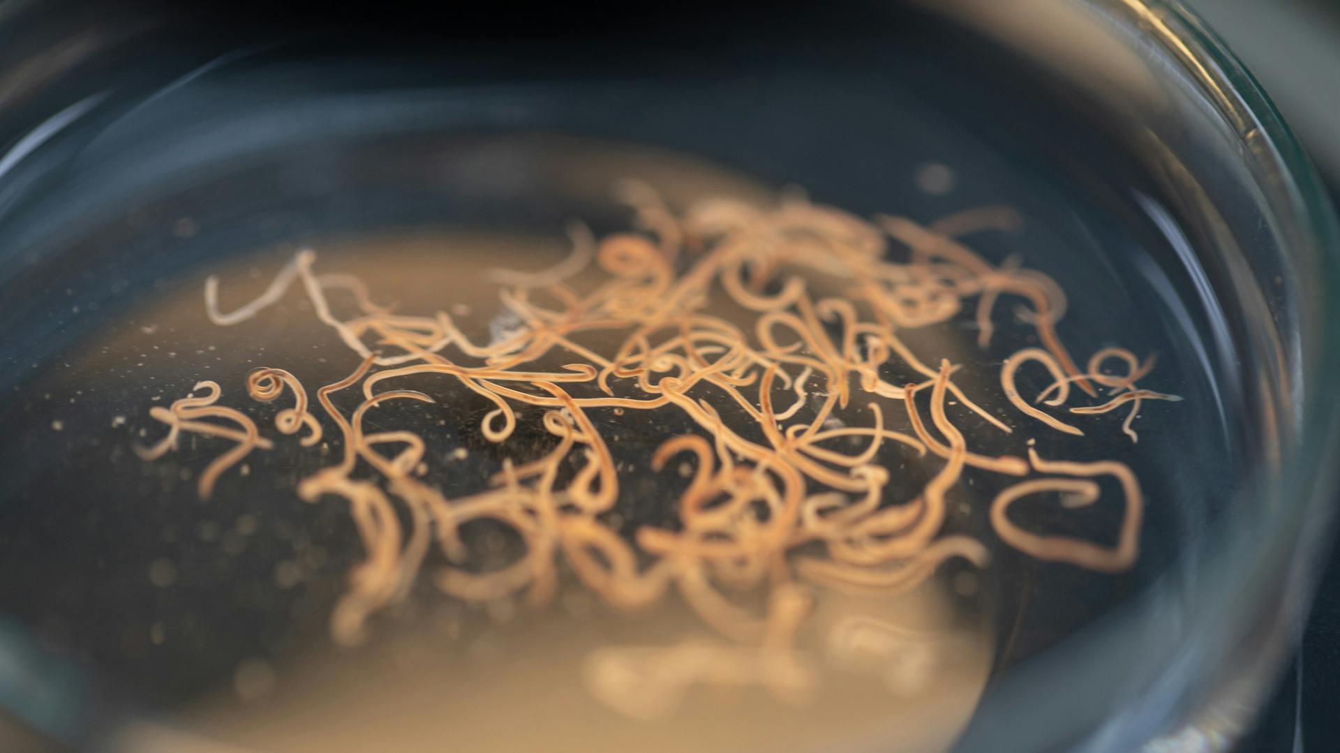 Nematoden in einer Petrischale.