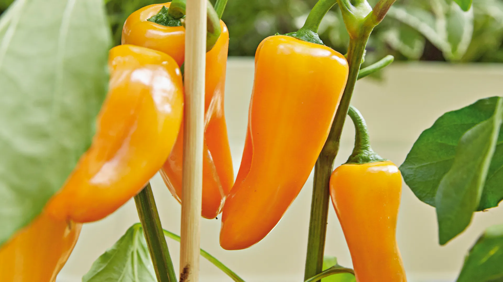 Eine Paprikapflanze mit gelb-orangefarbenen Früchten.