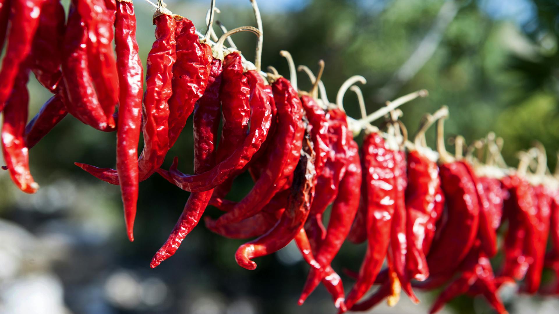 Peperoni hängen zum Trocknen auf einer Leine.