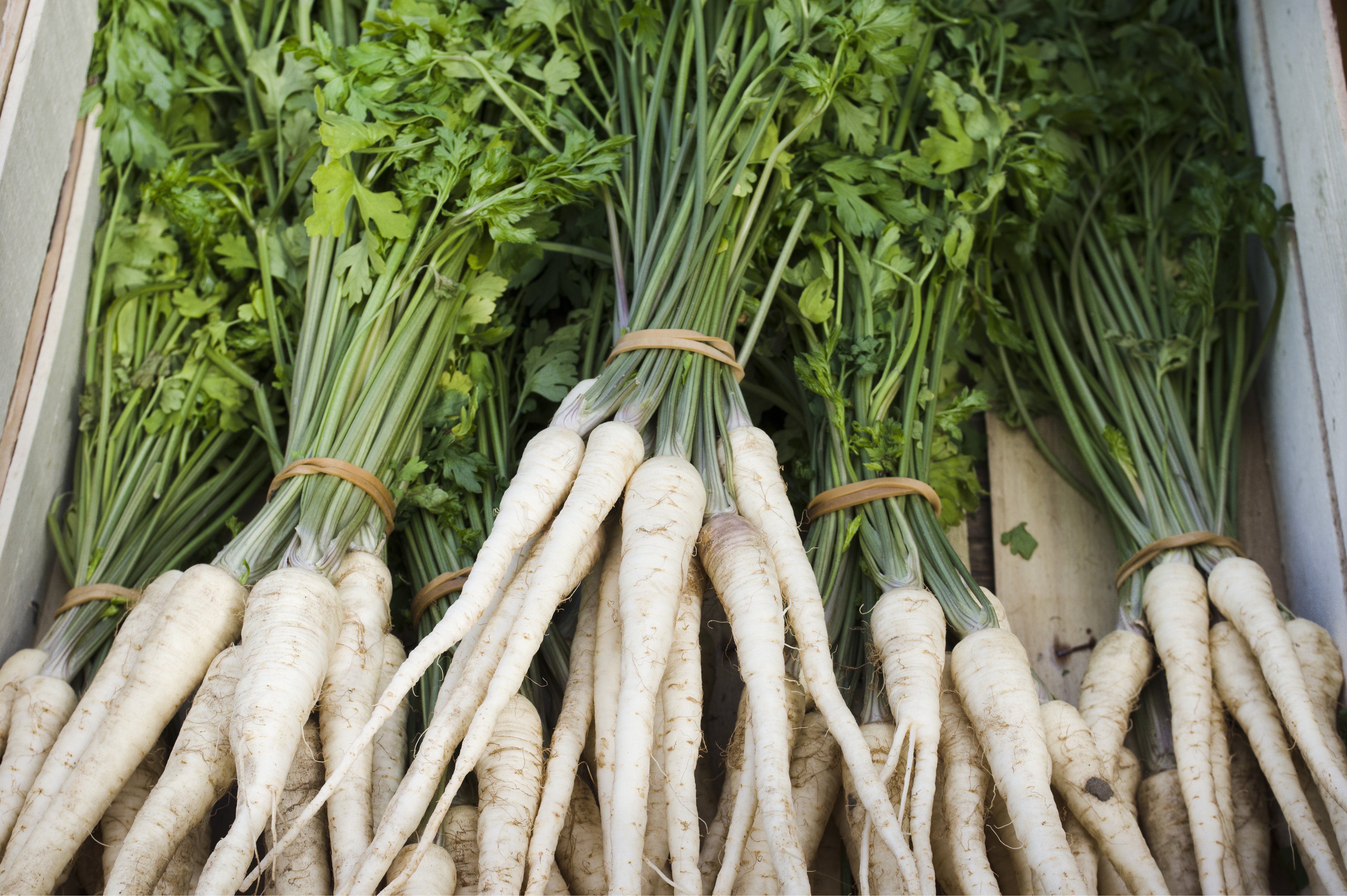 Petersilienwurzel in einer Kiste