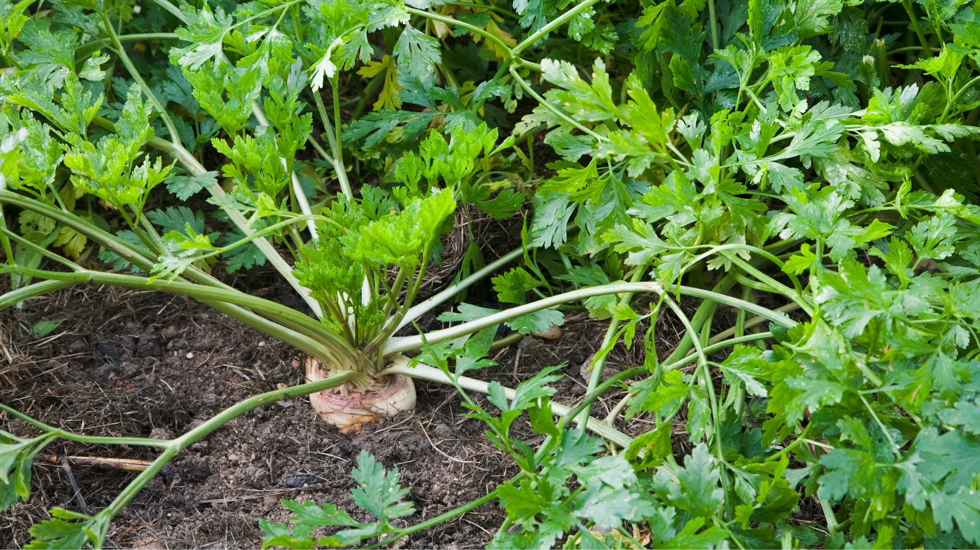 Erntereife Petersilienwurzel mit Kraut im Gemüsebeet