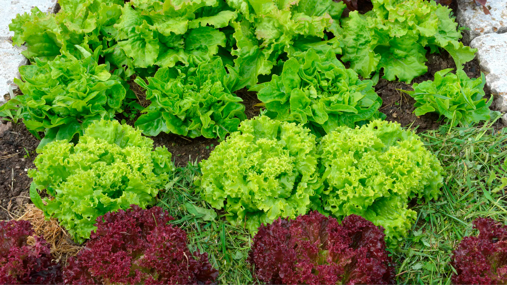 Verschiedene Arten von Pflücksalat im Beet