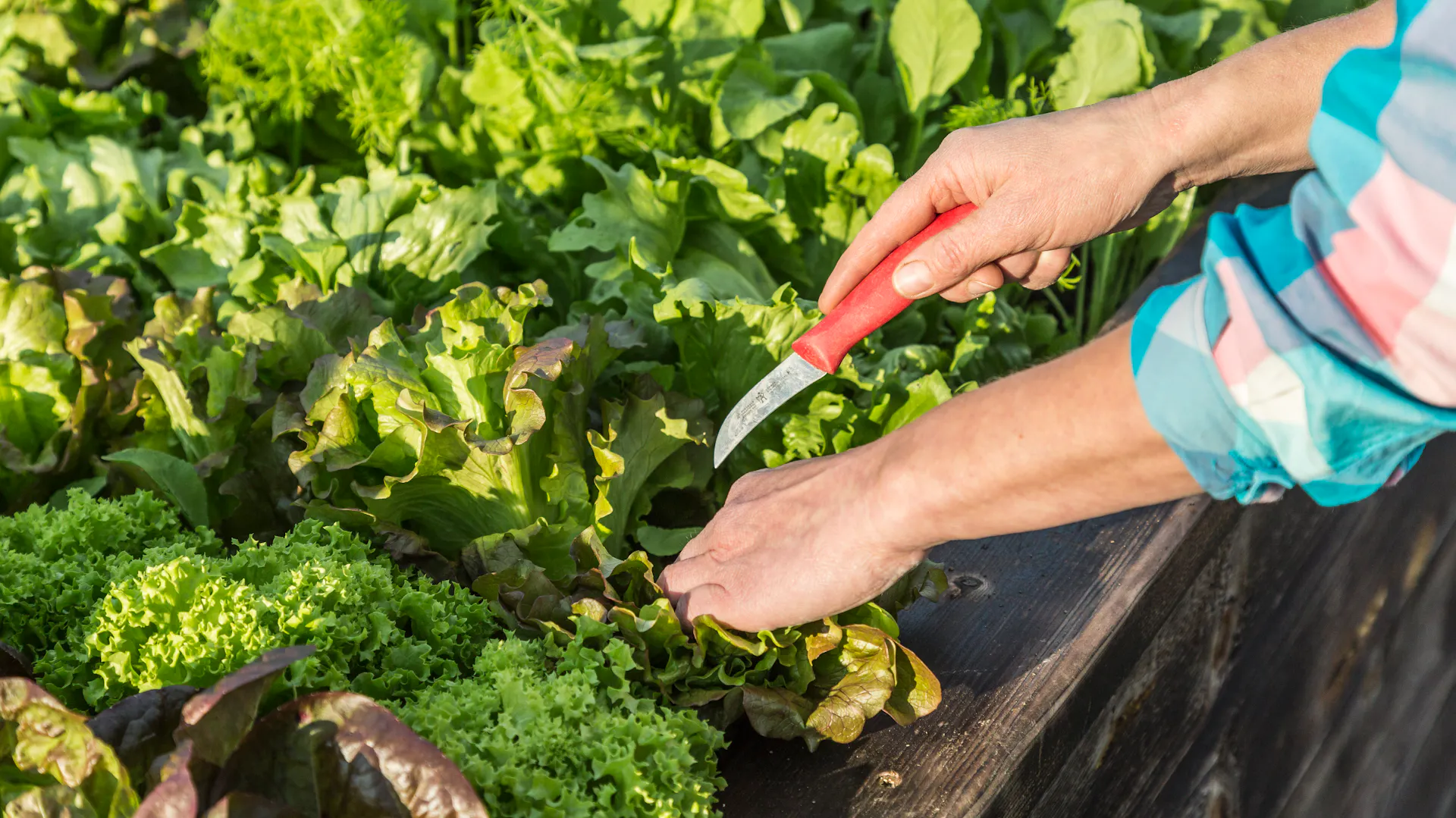Person schneidet einzelne Blätter von Pflücksalat mit Messer ab.