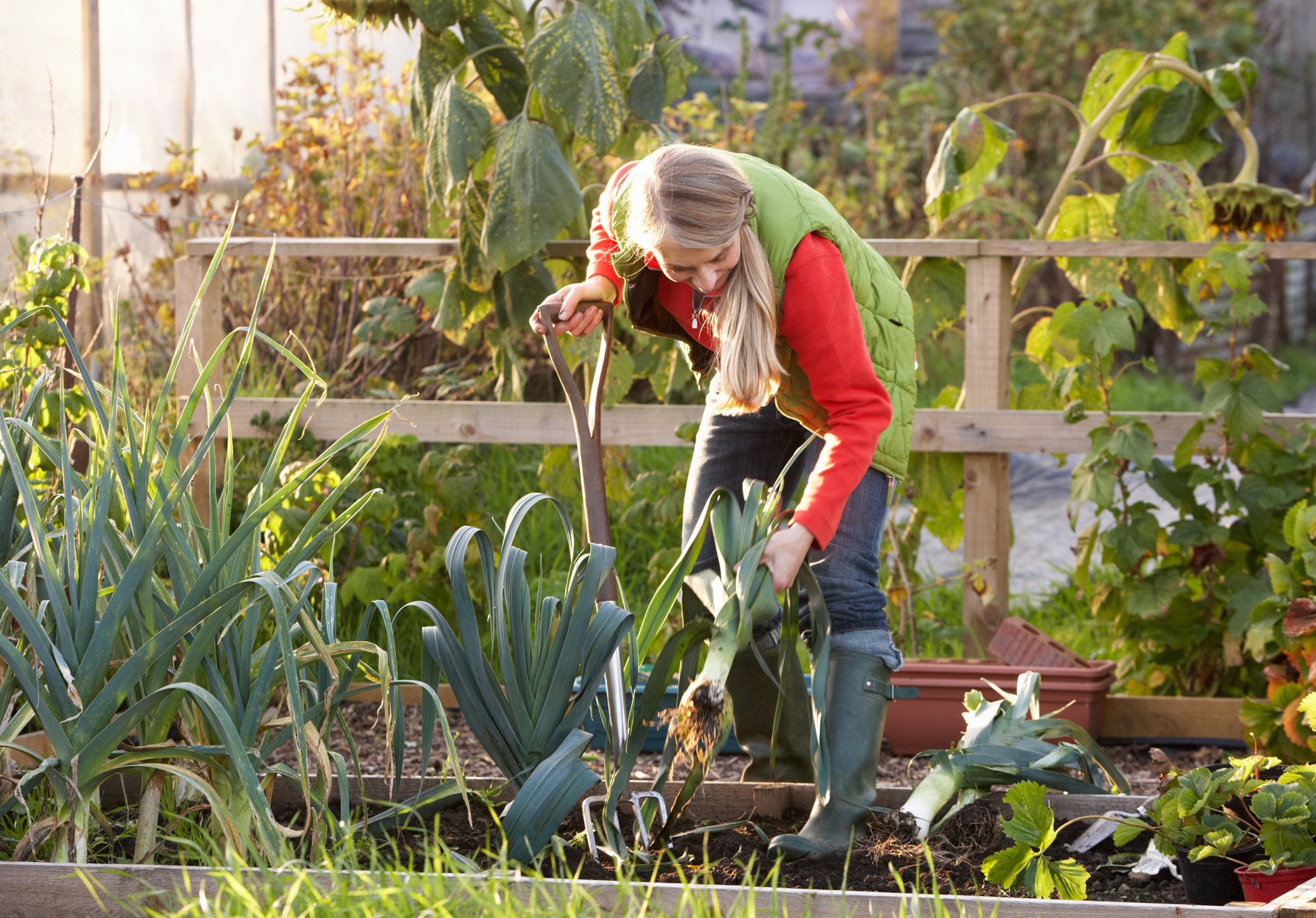 Heimwerkerin erntet Porree mit einer Grabegabel im Garten.