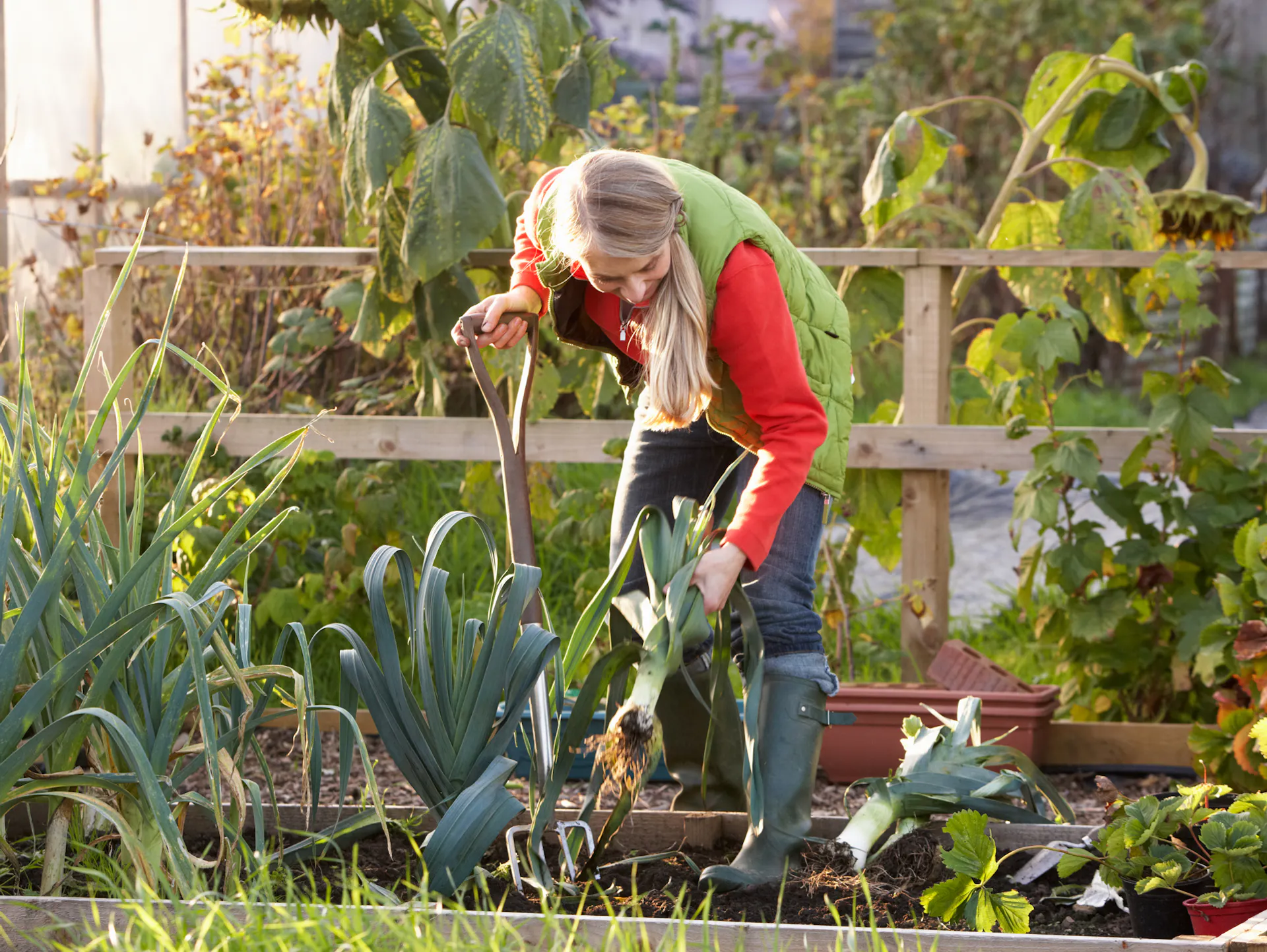 Heimwerkerin erntet Porree mit einer Grabegabel im Garten.