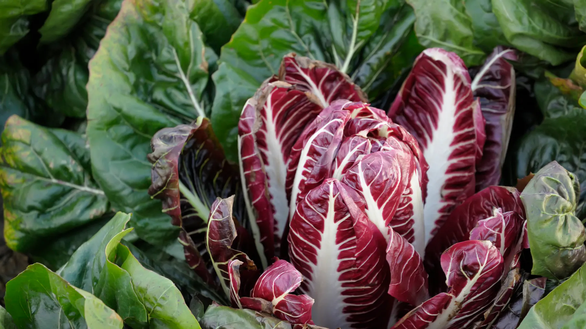 Radicchio im Beet