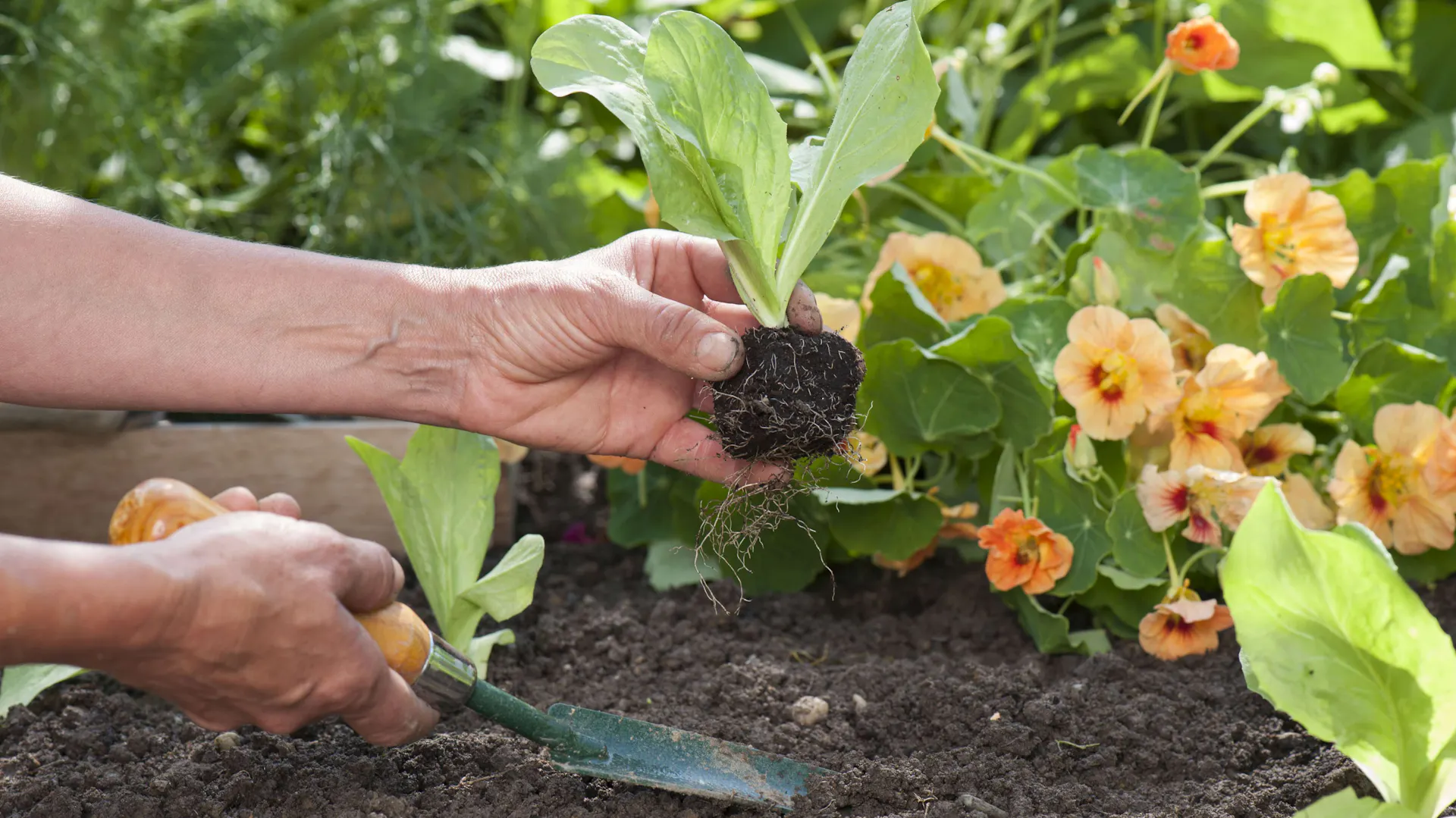 Radicchio Jungpflanze wird in die Erde gesetzt