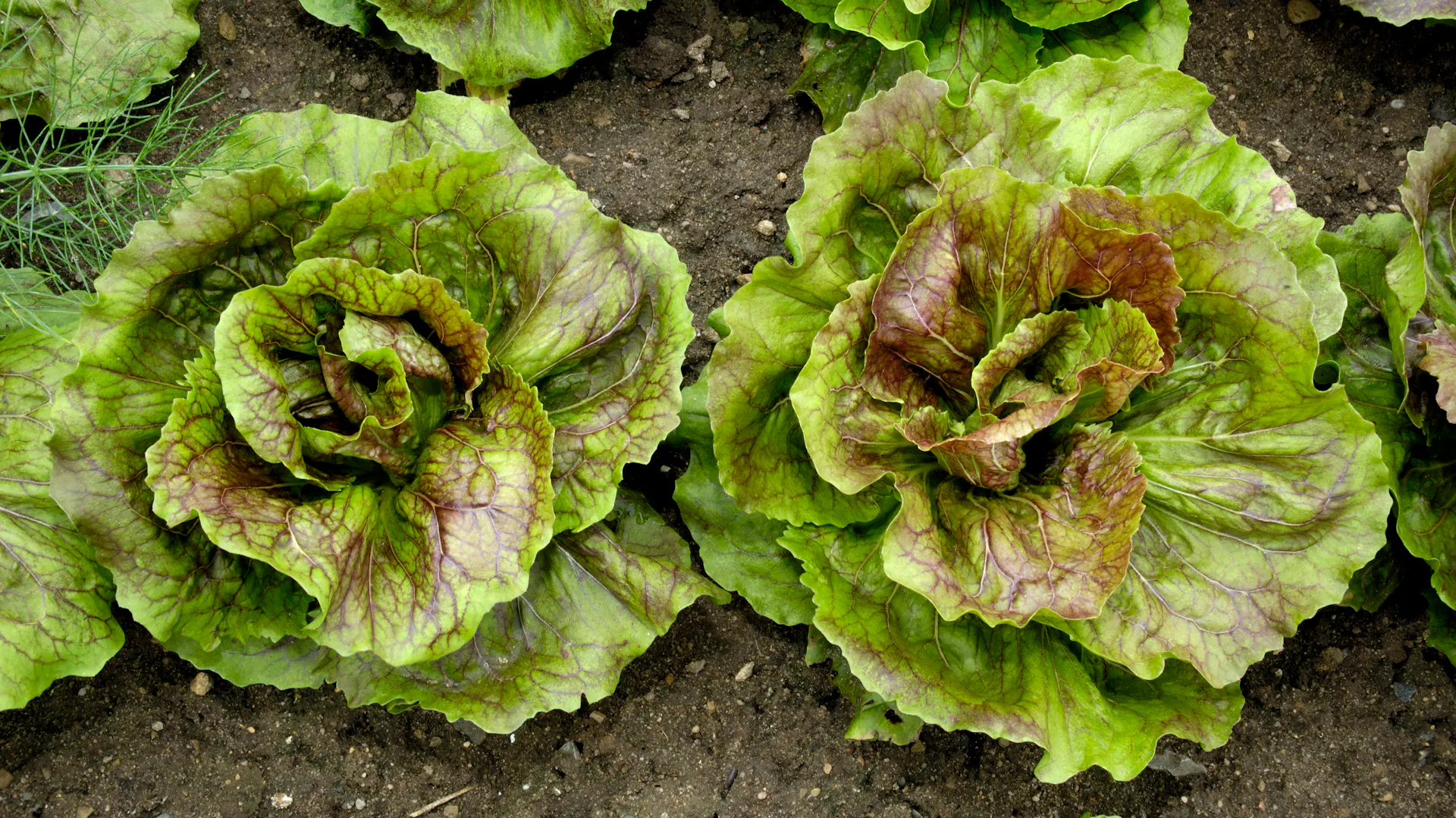 Radicchio der Sorte „Indigo“