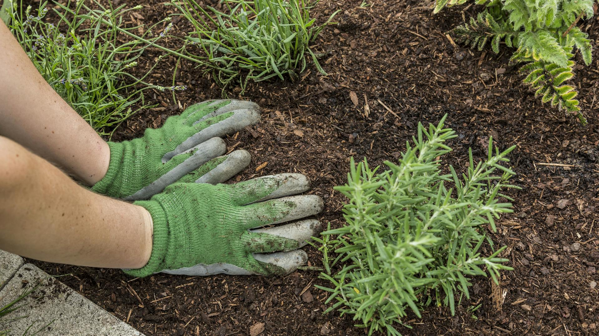 Egy ember kéregmulccsal takar be egy ágyást.