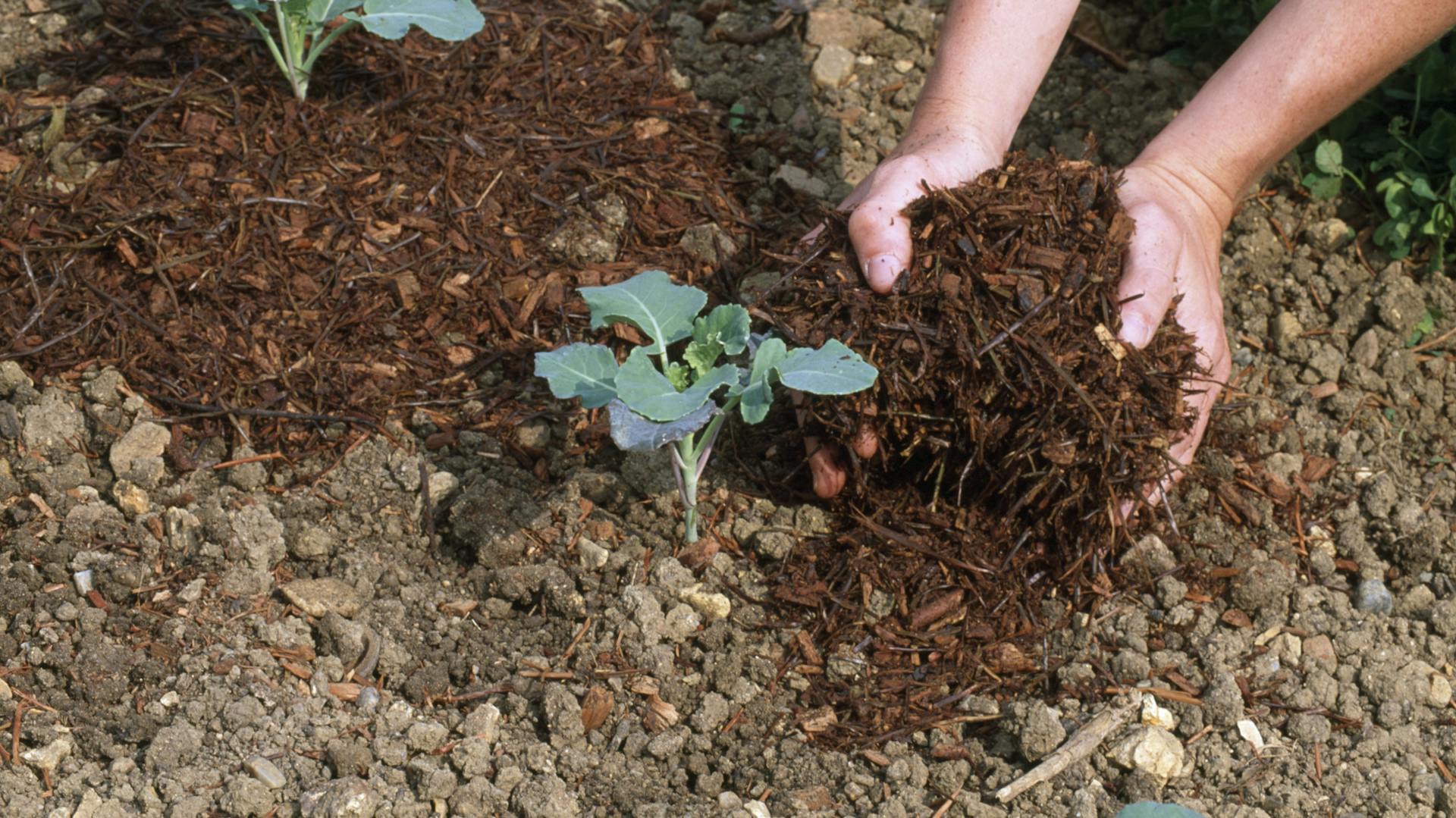 Egy ember kéregmulcsot szór egy növény köré
