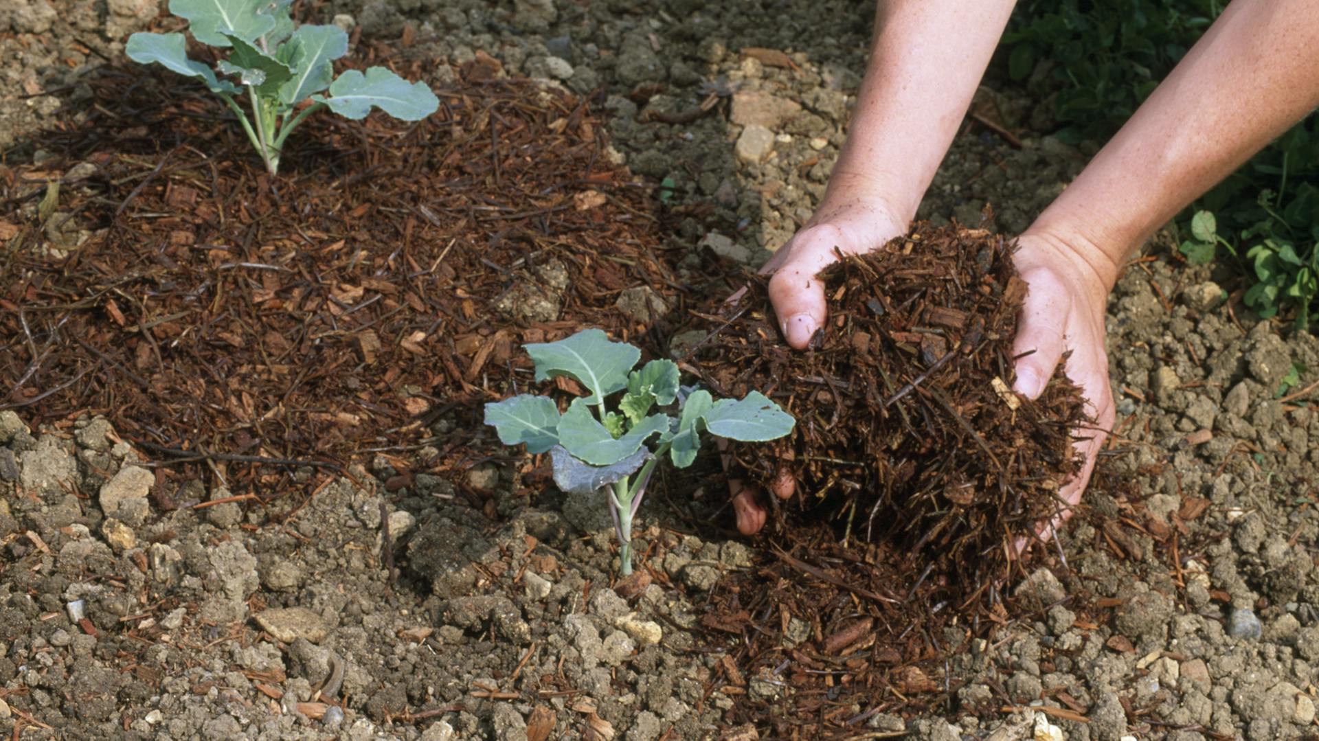 Hände verteilen Rindenmulch um Pflanze
