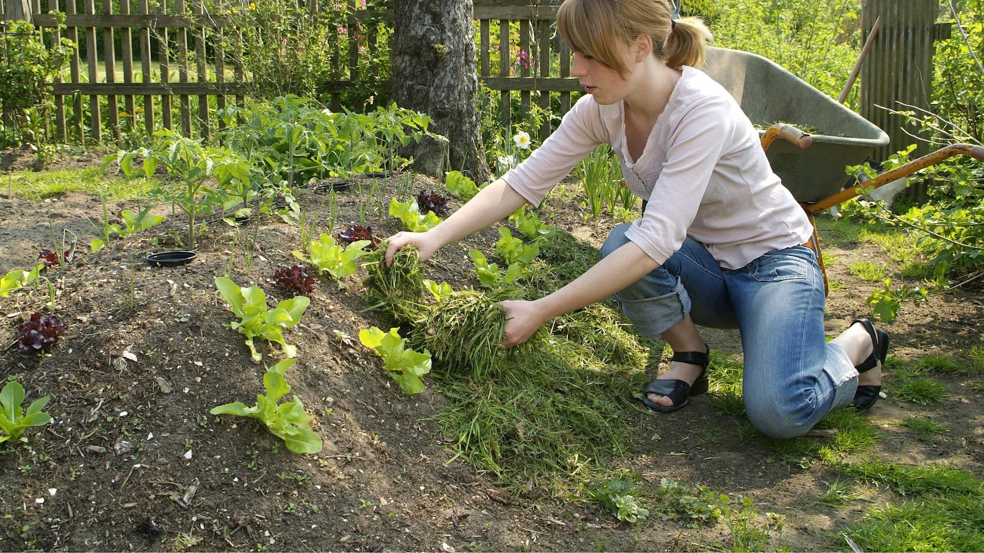 Egy nő fűnyesedékkel mulcsoz egy ágyást.