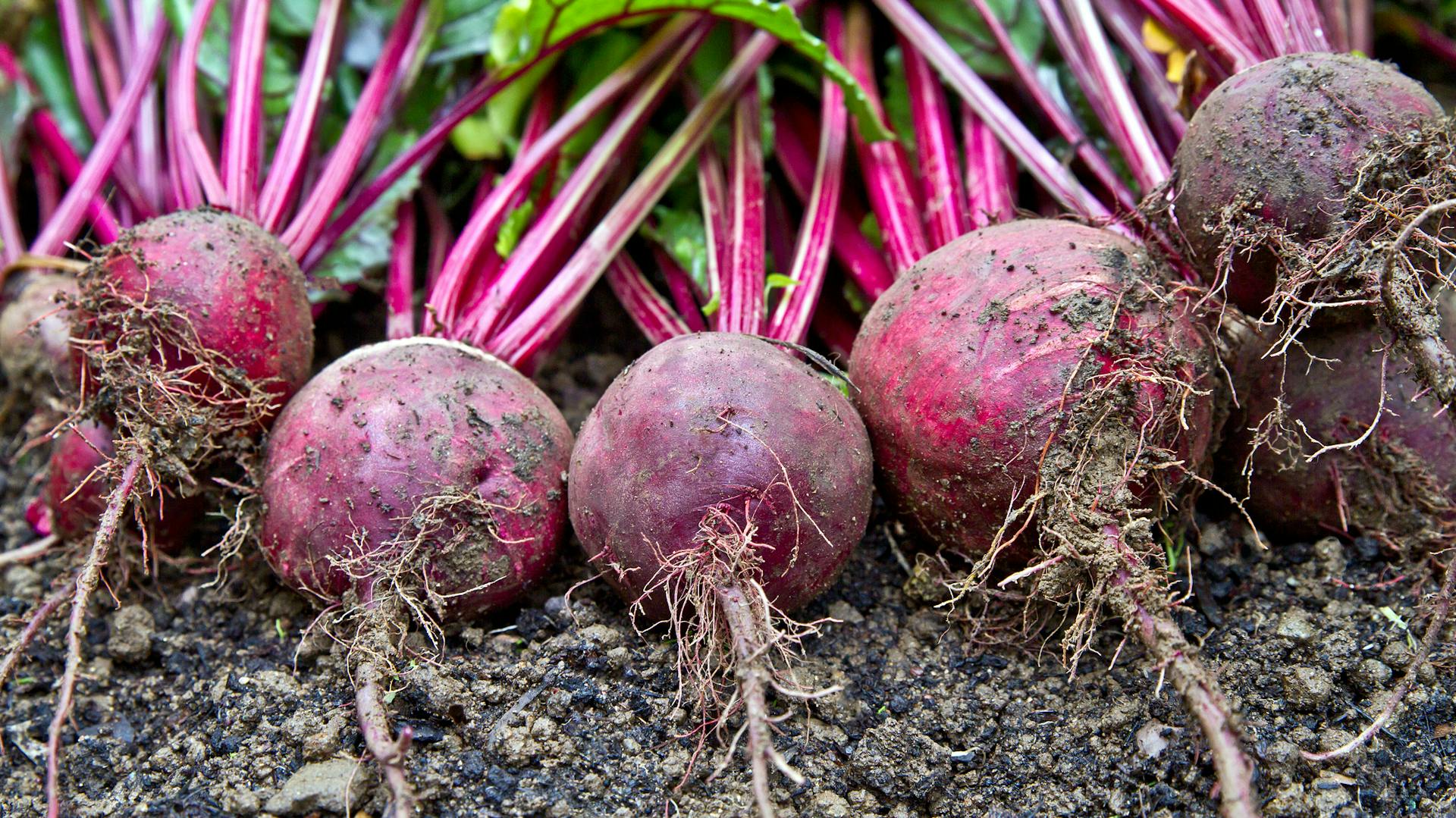 Frisch geerntete Rote Bete liegen im Beet.