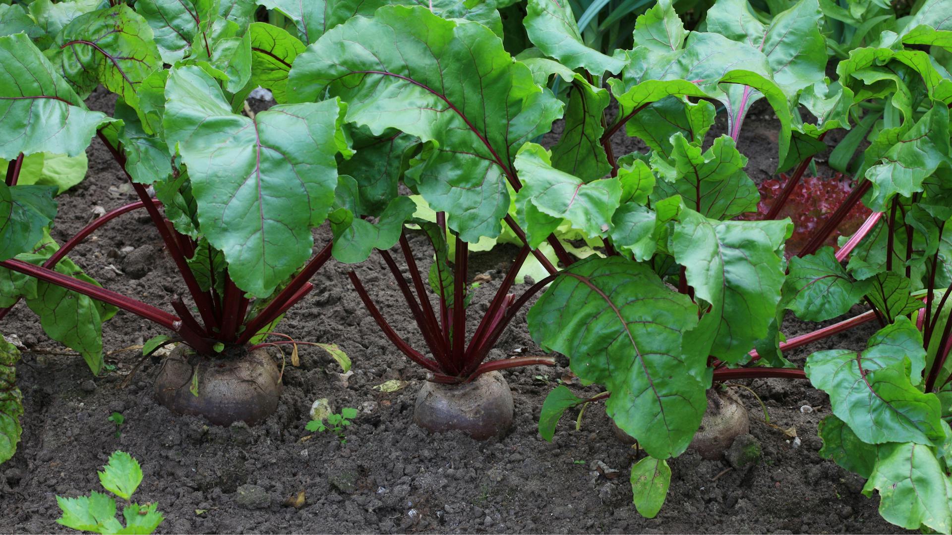 Rote Beete wachsen in einem Beet.