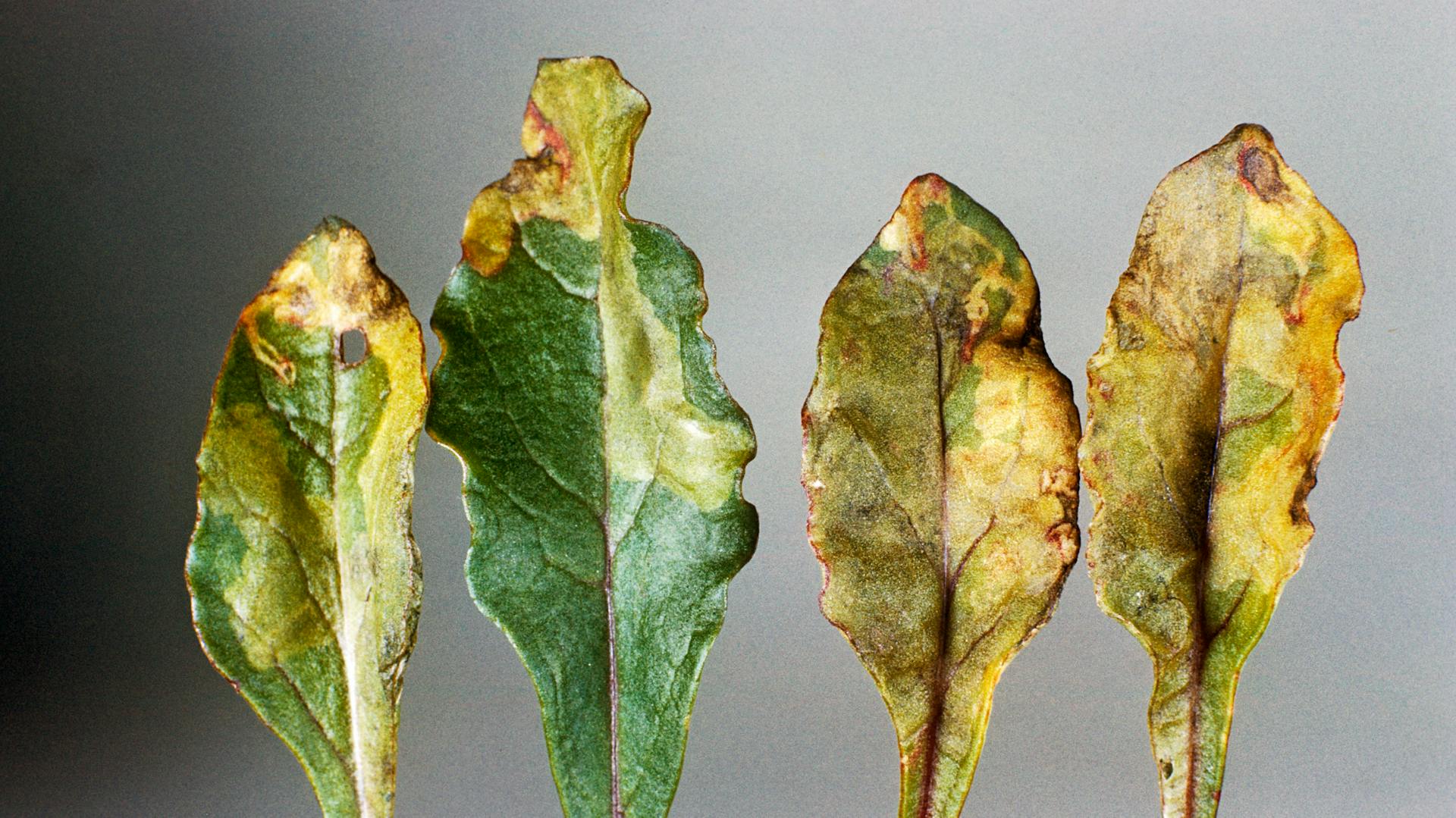 Schäden der Rübenfliege an Blättern von Rote Bete.