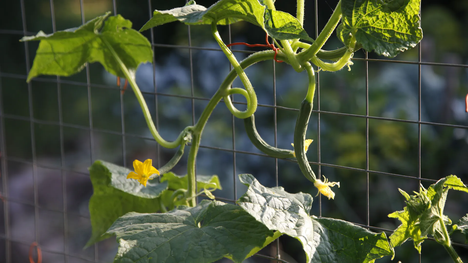 Molte varietà producono frutti dai fiori anche senza impollinazione. Lega le piante per proteggere i cetrioli dal marciume e per garantire che ricevano più luce solare.