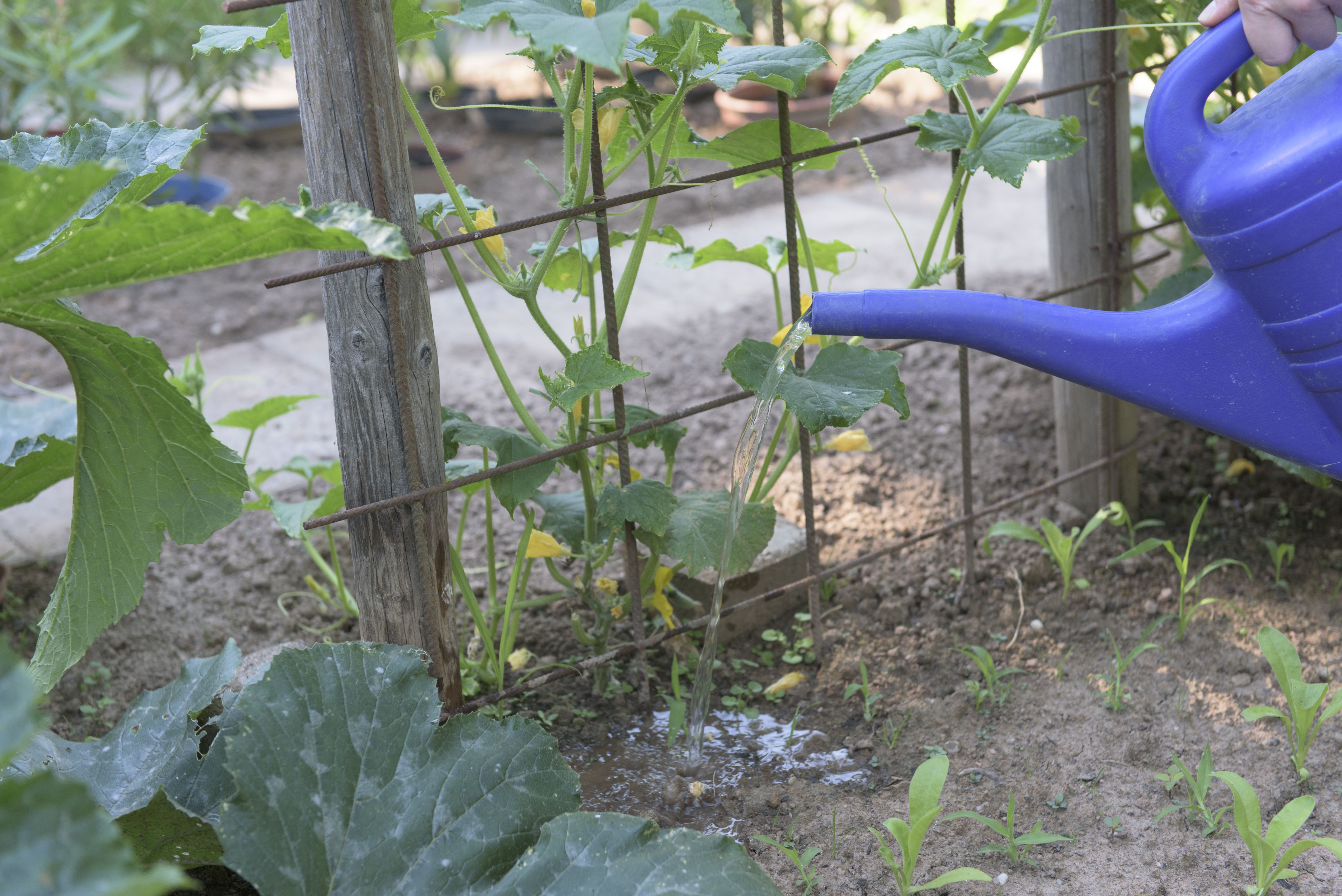 Schlangengurken Eigenschaften im Überblick OBI