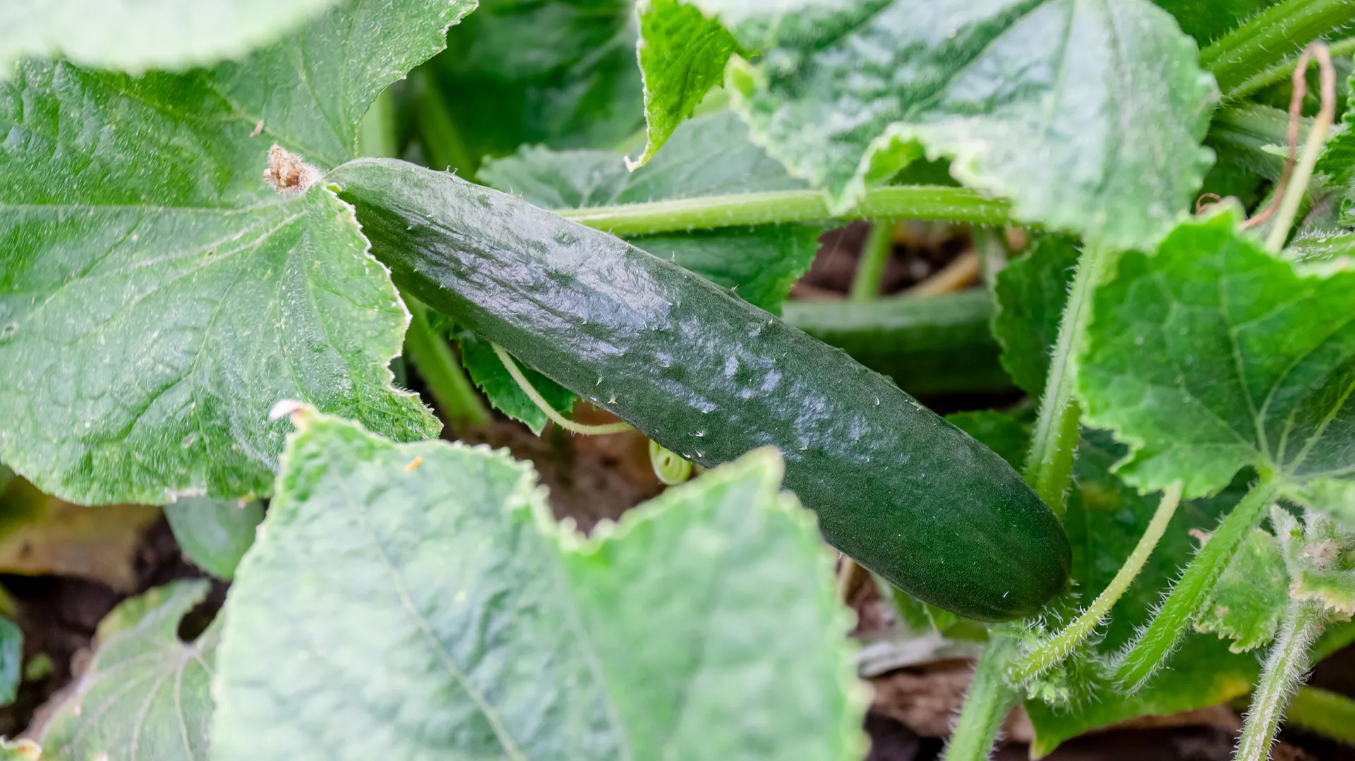 Schlangengurke im Beet