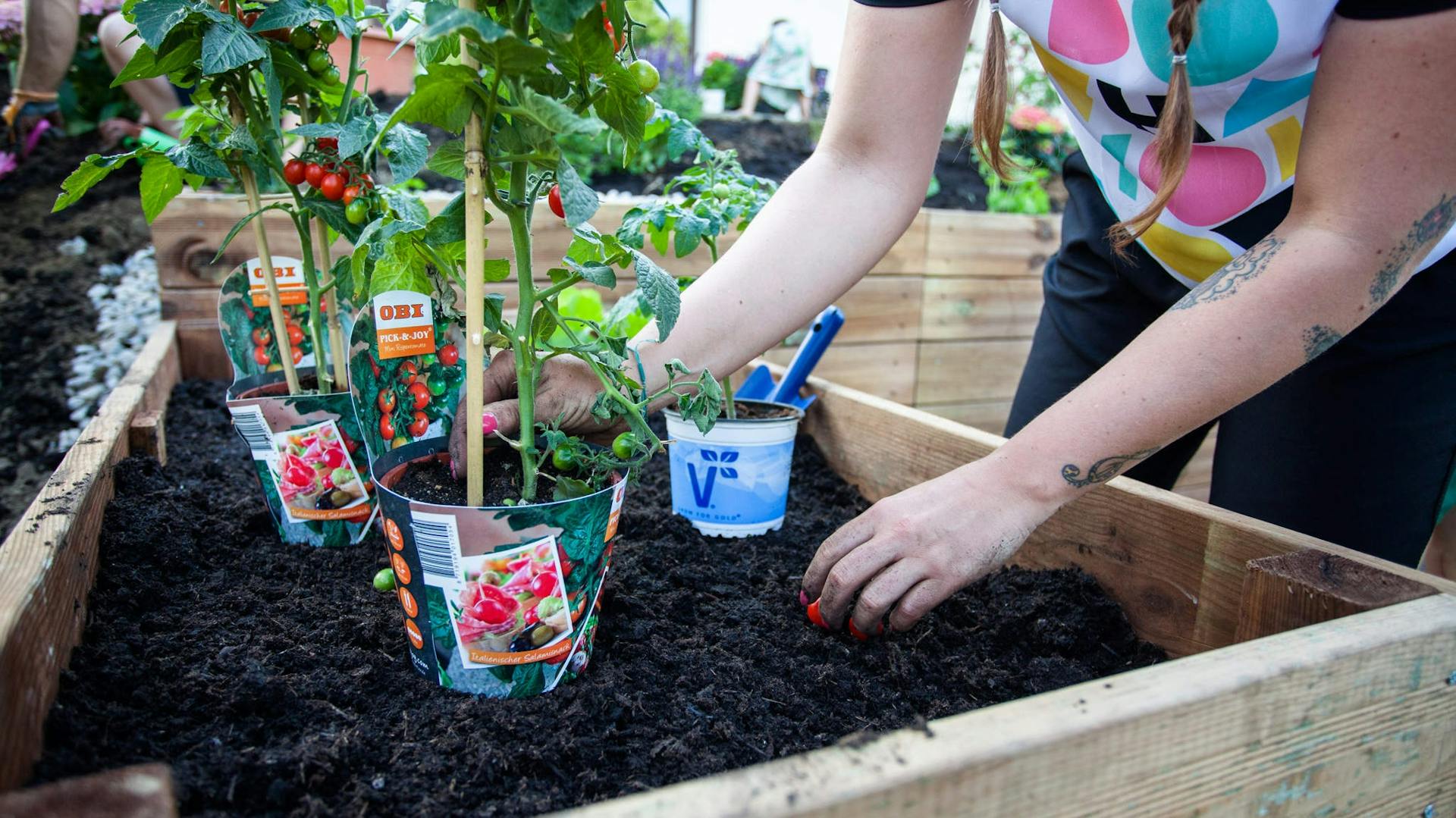 Person pflanzt Tomaten ins Hochbeet.