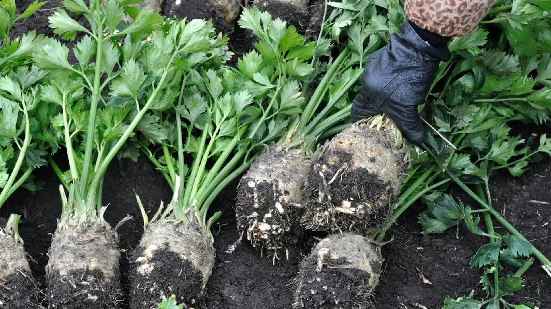 Knollensellerie ‚Mars‘ Samen – 1000 Samen, Dicke & Fleischige Knollen, Intensiv-nussiges Aroma, Gut Lagerfähig