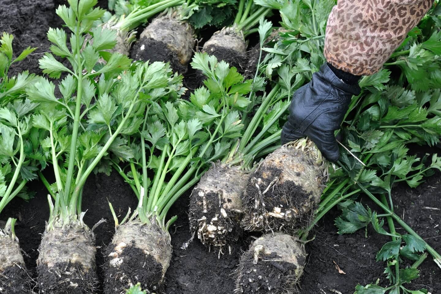 Sellerie pflanzen und pflegen – Wissenswertes | OBI Sellerie pflanzen und pflegen – Wissenswertes | OBI