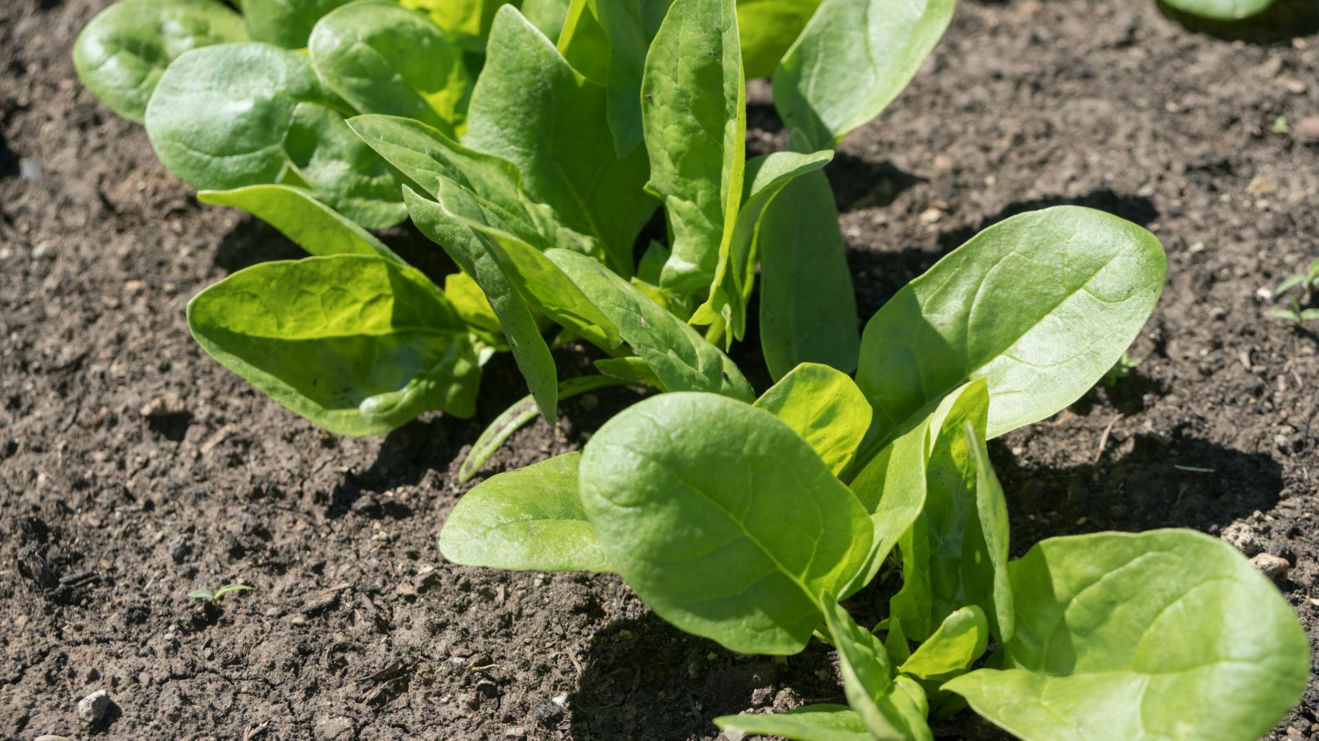 Kleine Spinatpflänzchen in der Erde.