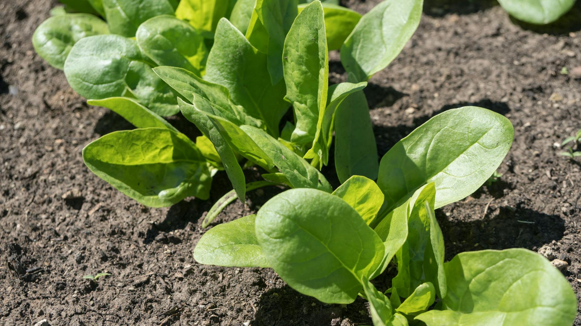 Junge Spinatpflanzen in einem Beet